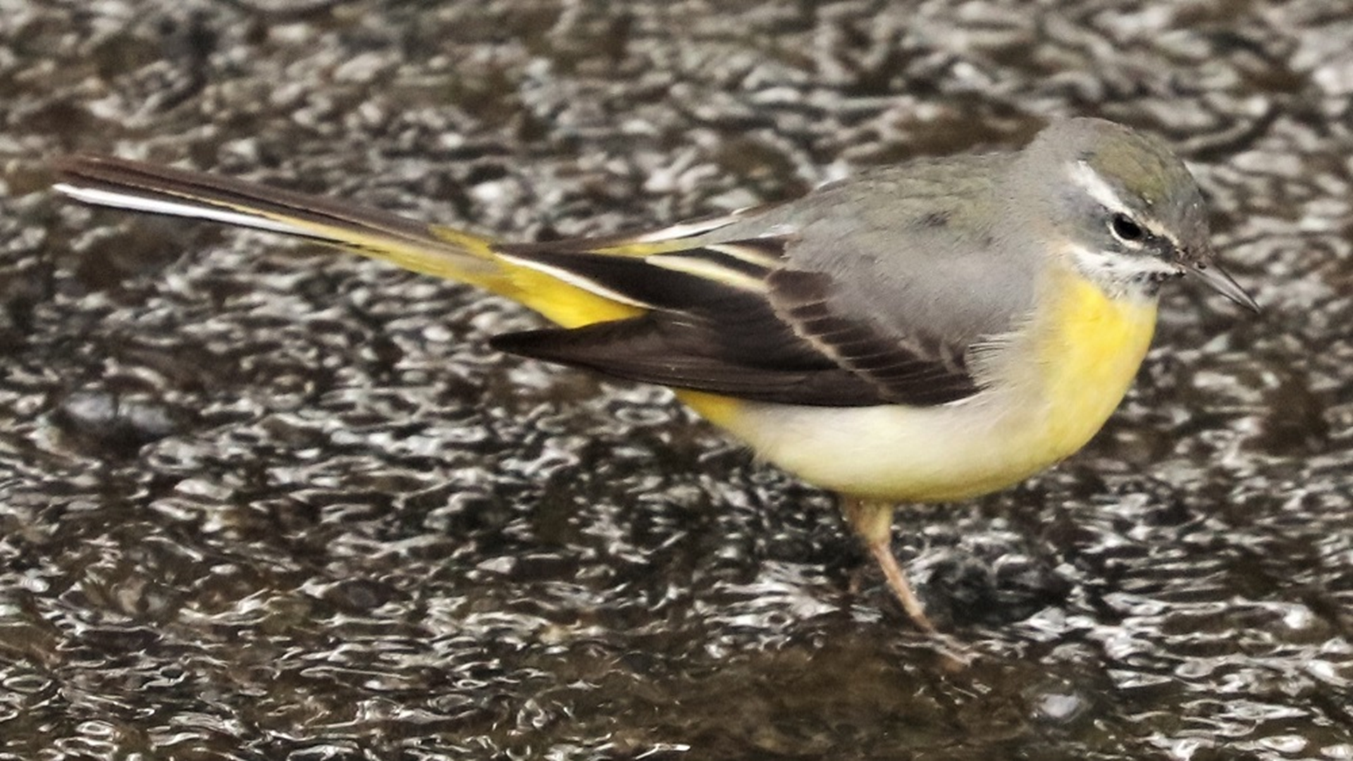 Grey Wagtail
Motacilla cinerea