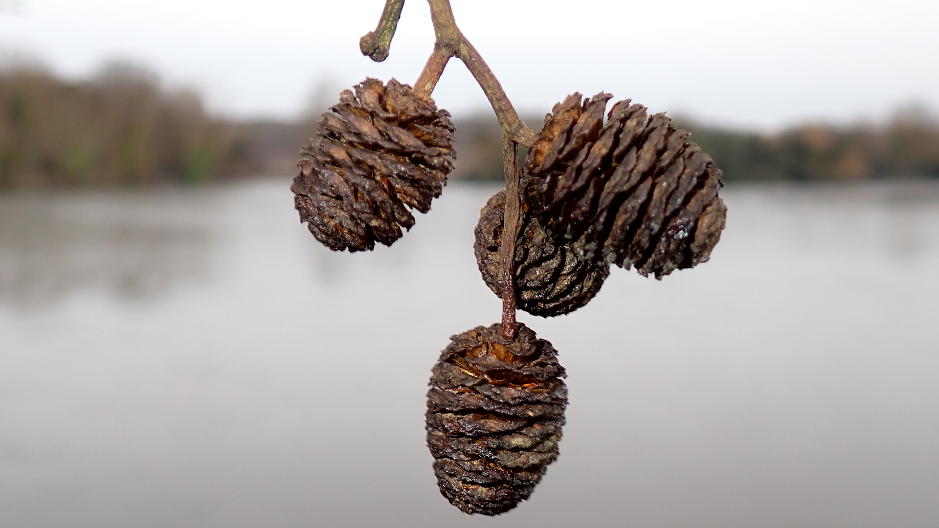 Alder Cone