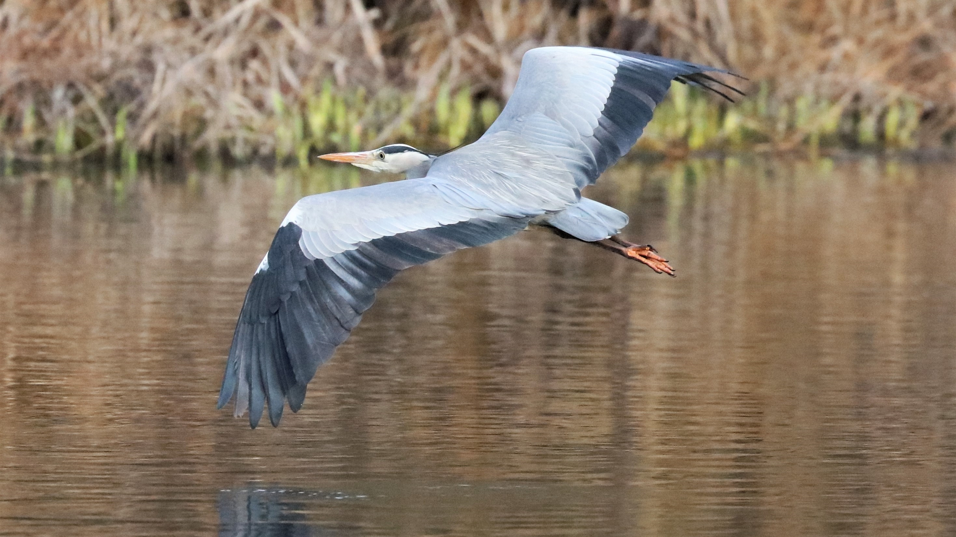 Grey Heron
Ardea cinerea