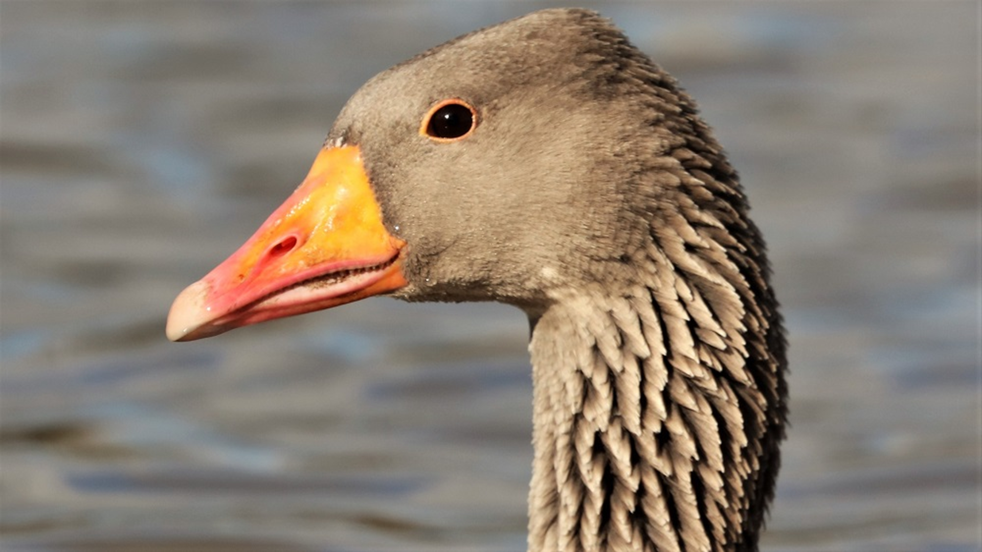 Greylag Goose
Anser anser