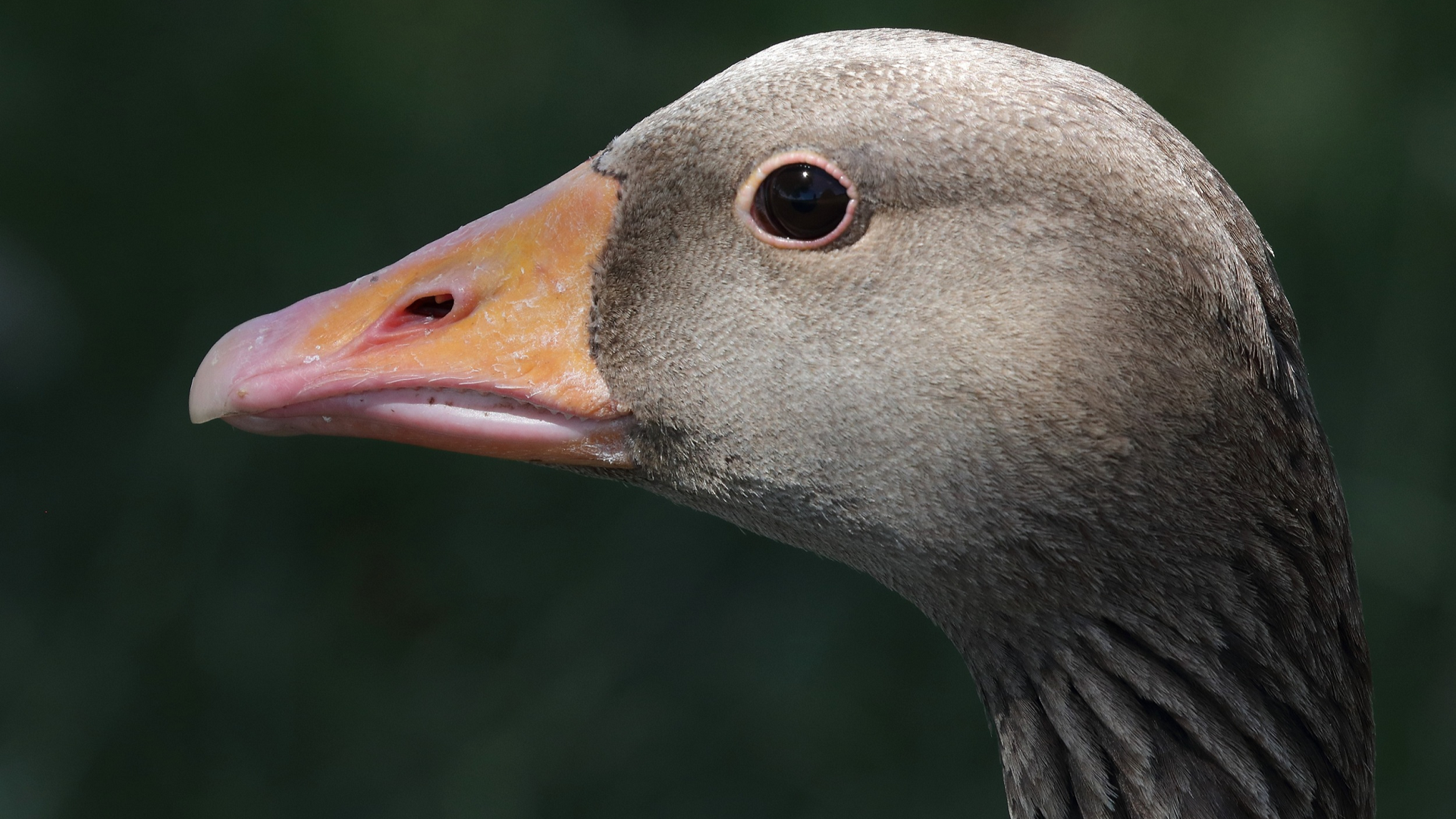 Greylag Goose
Anser anser