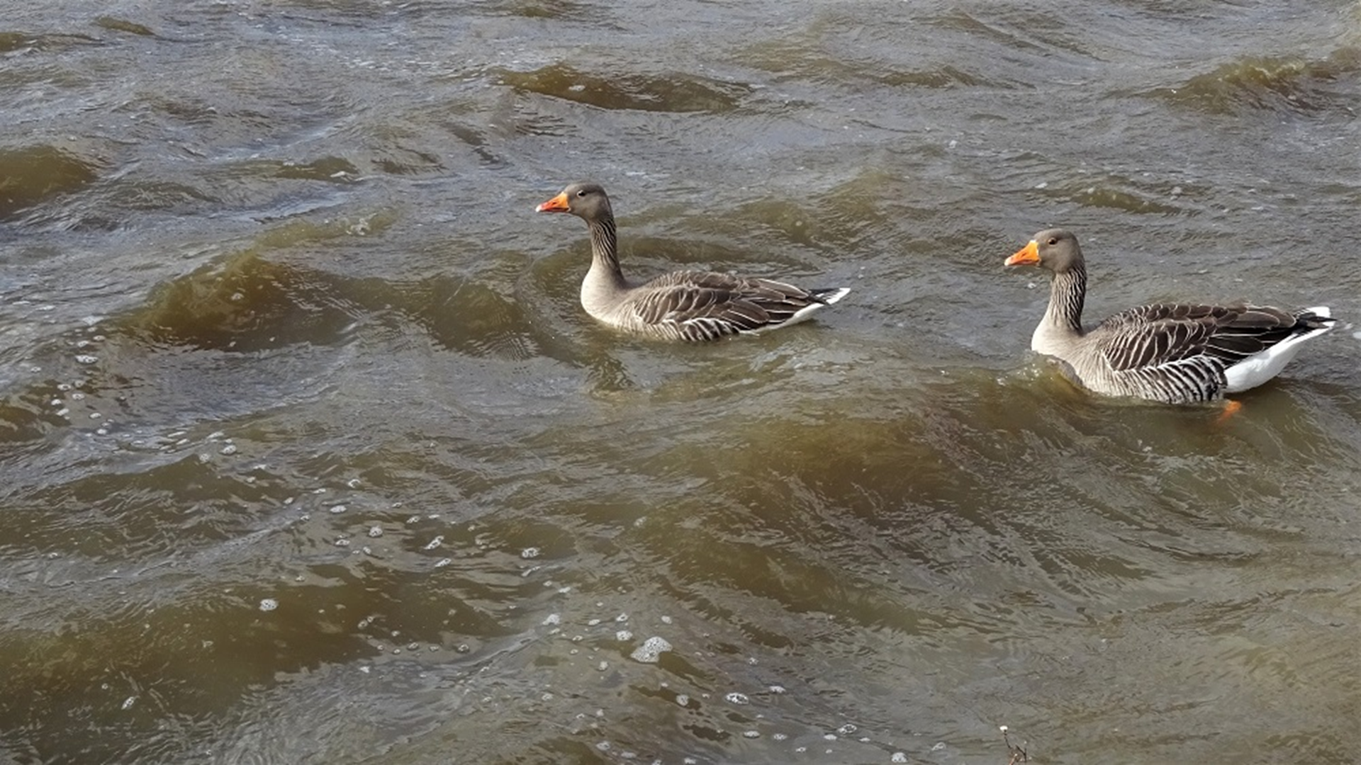 Hainault Lake
Outflow