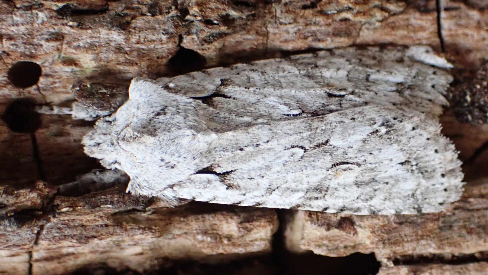 Grey Shoulder-knot