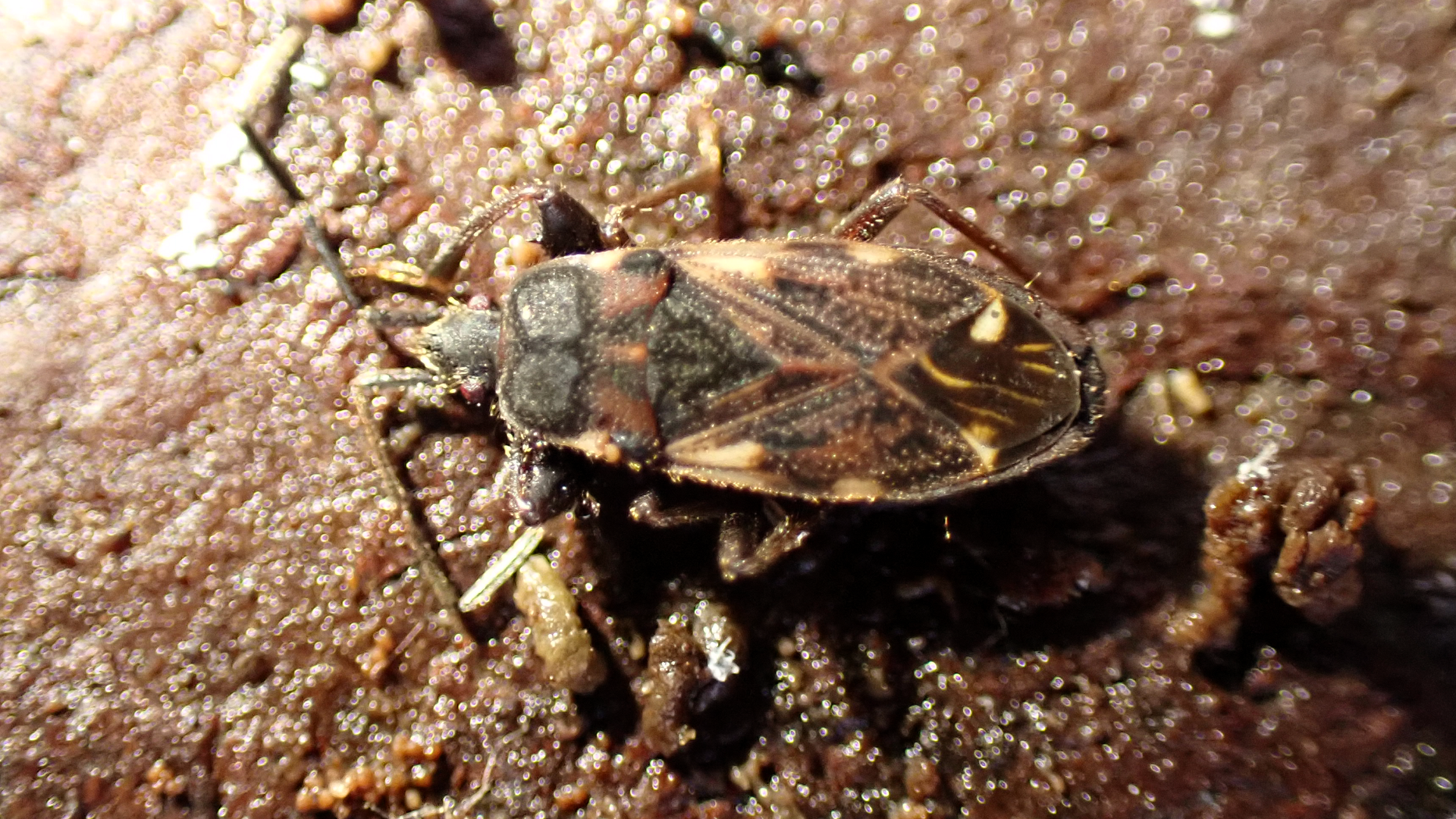 Eremocoris