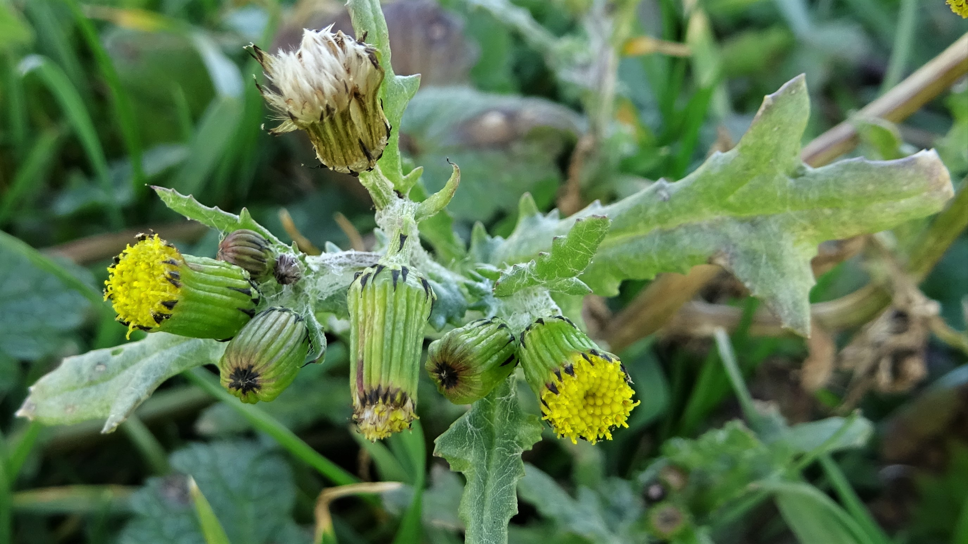 Groundsel
Senecio vulgaris