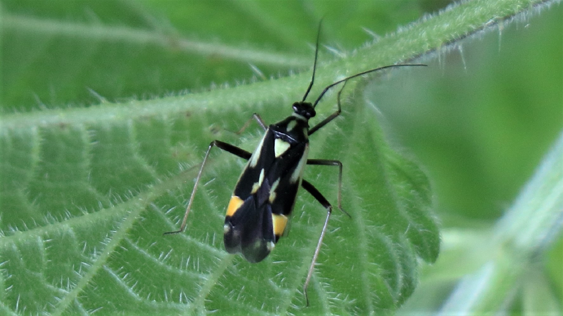 Orange-spotted Plant Bug 