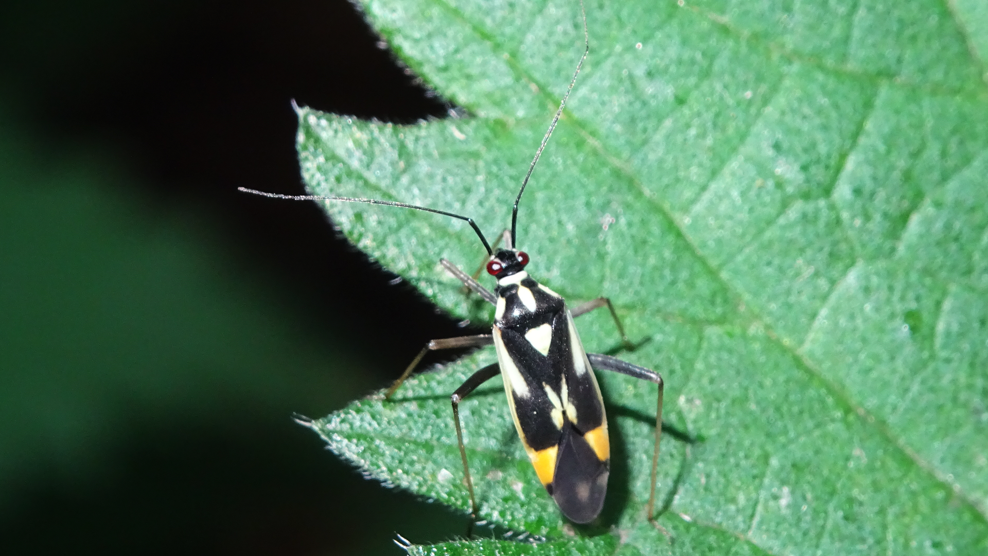 Orange-spotted Plant Bug 