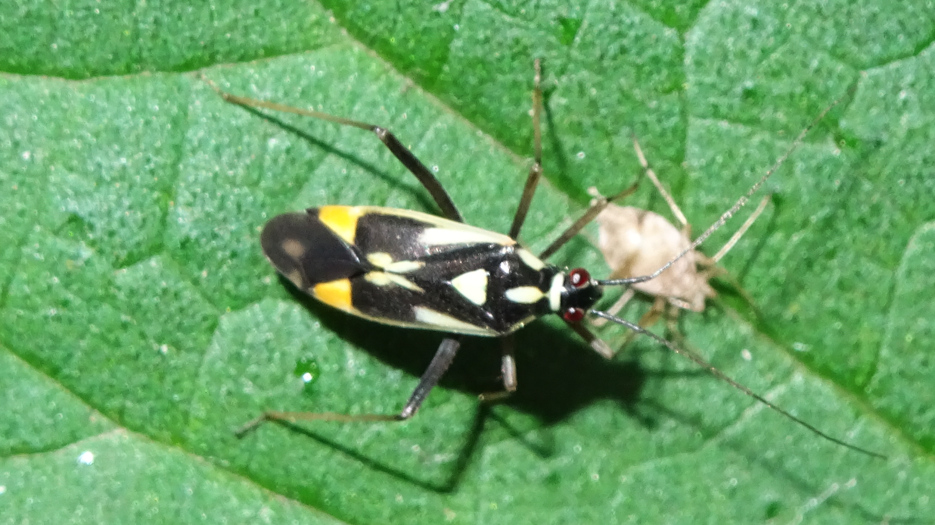 Orange-spotted Plant Bug 