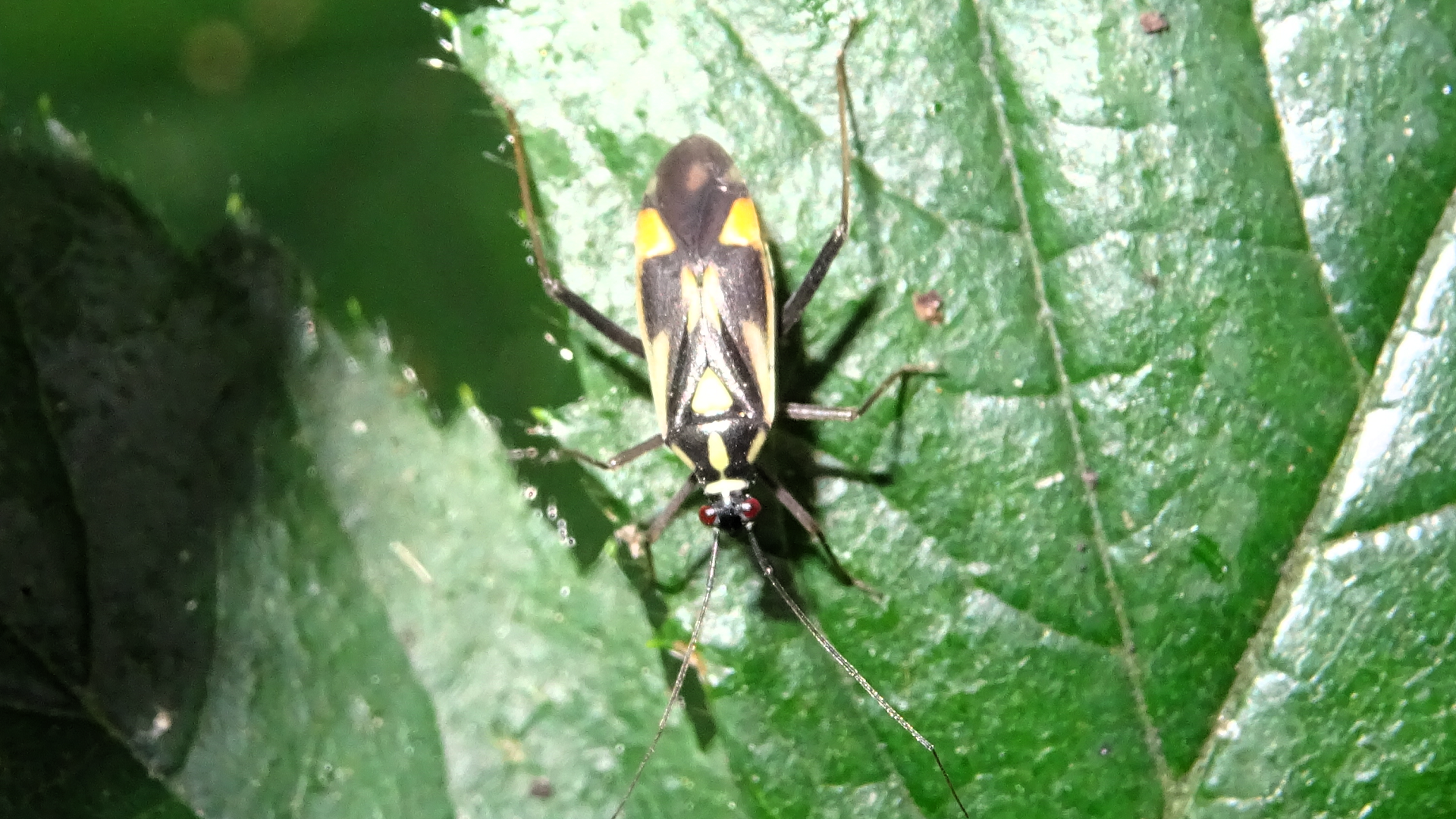 Orange-spotted Plant Bug 