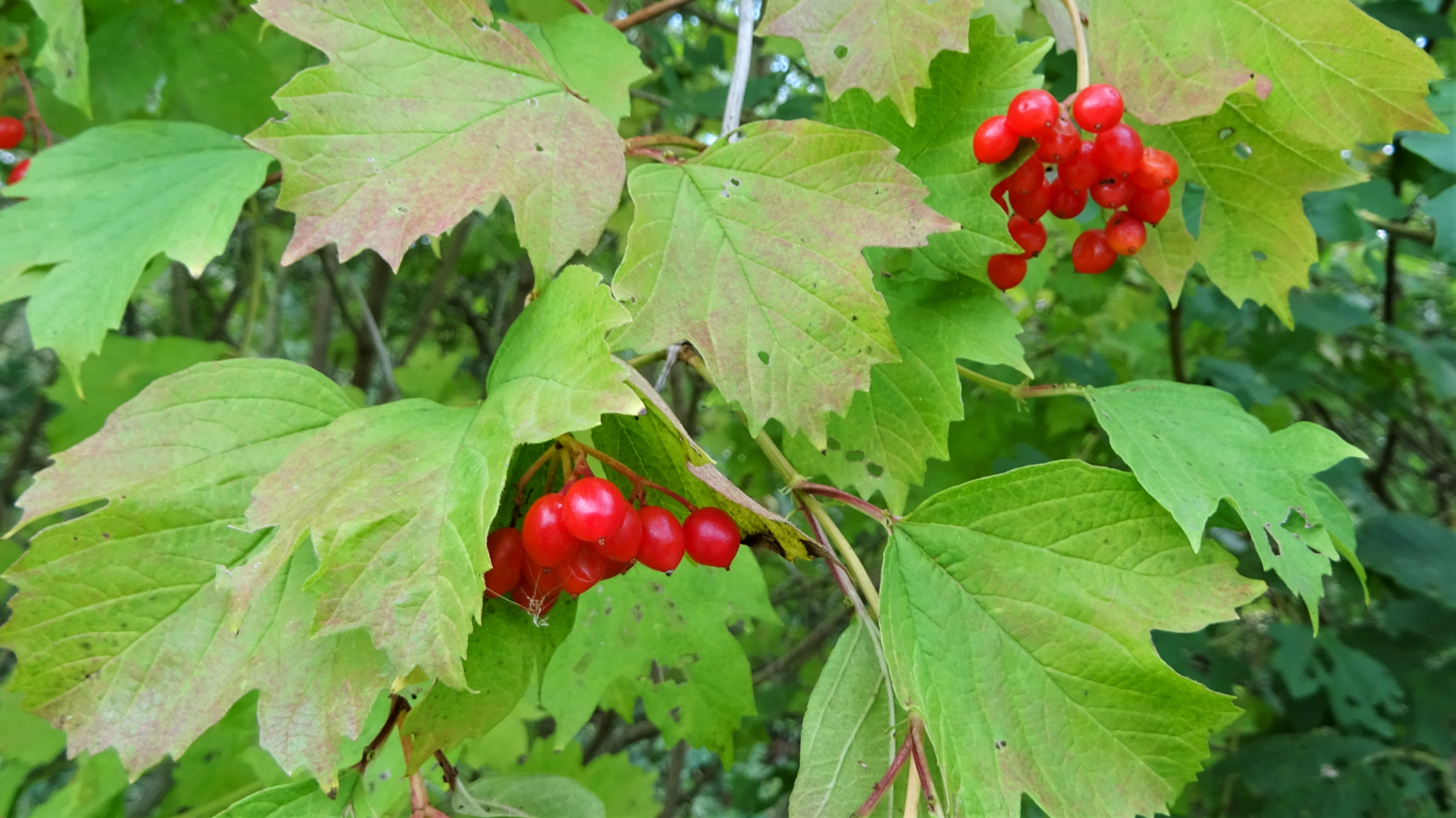 Guelder Rose
Viburnum opulus