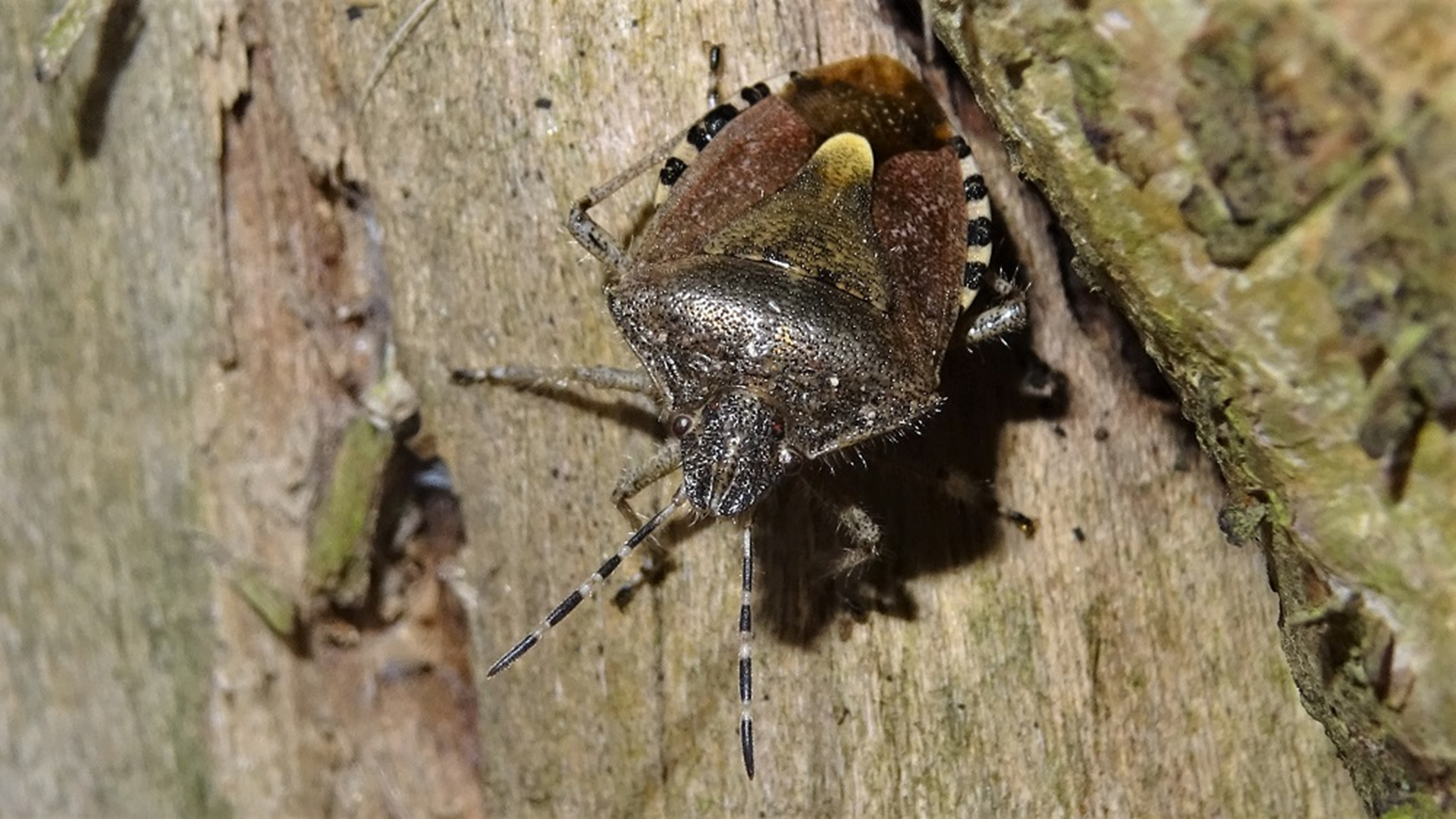 Hairy Shieldbug
Dolycoris baccarum