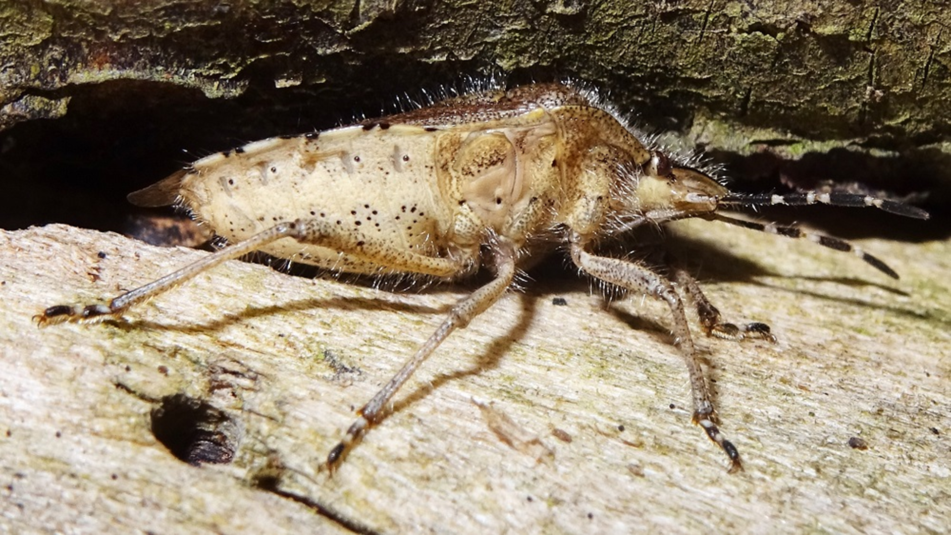 Hairy Shieldbug
Dolycoris baccarum