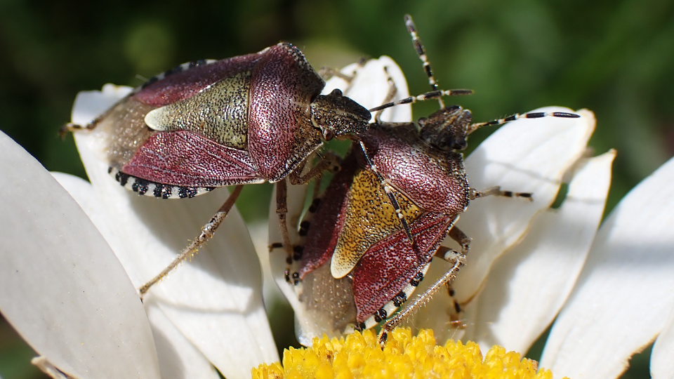 Hairy Shieldbug
Dolycoris baccarum