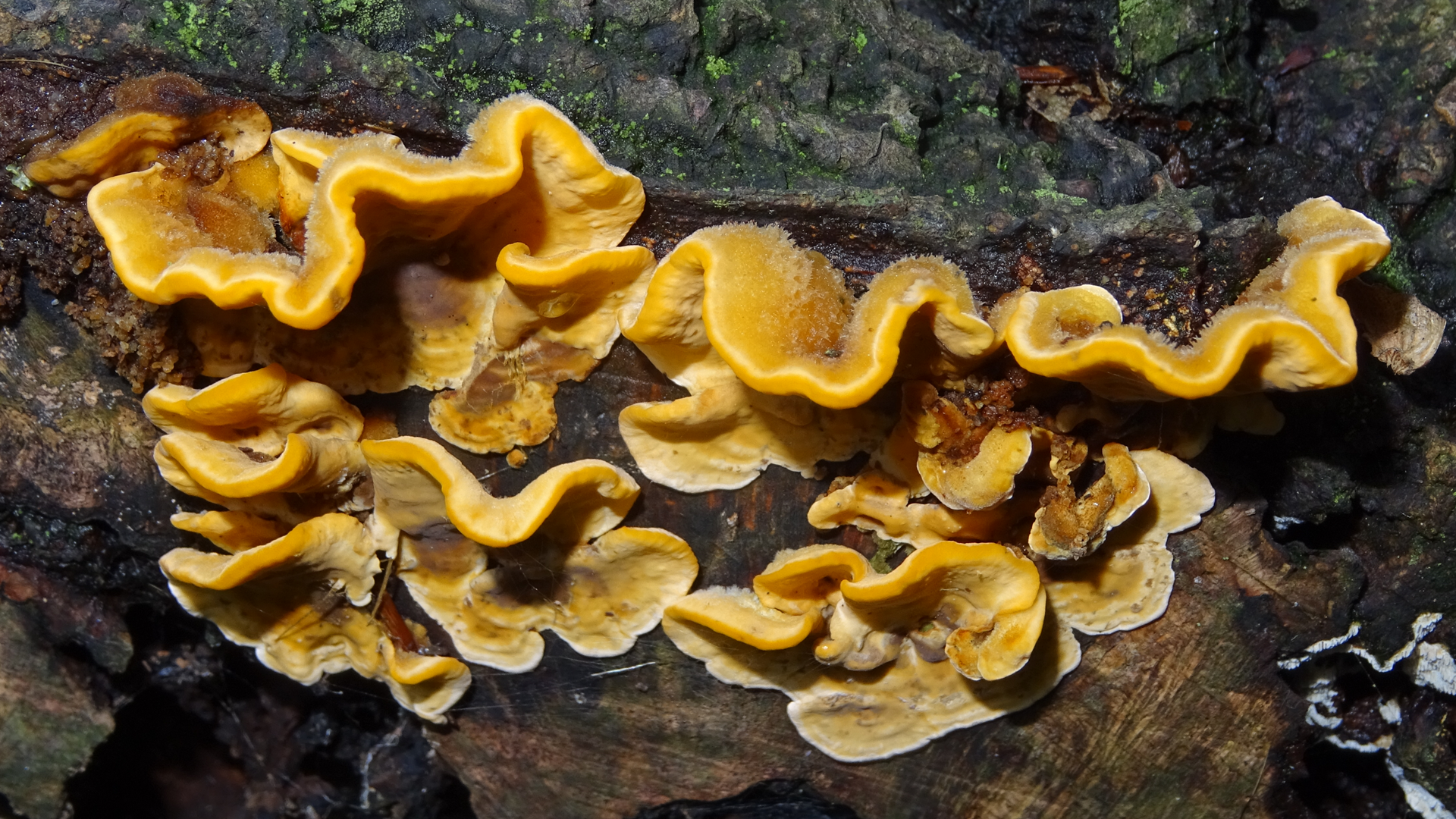 Hairy Curtain Crust Stereum hirsutum