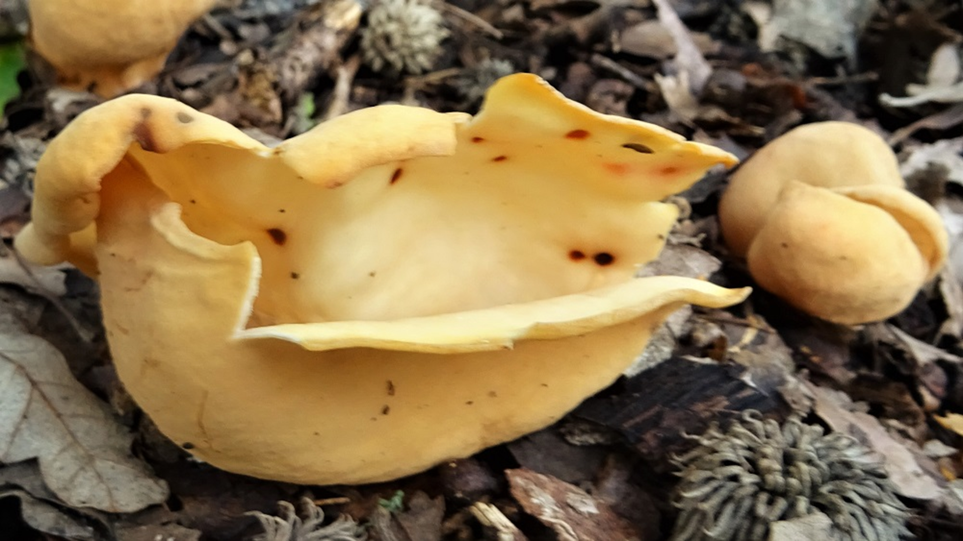 Hare's Ear
Otidea onotica