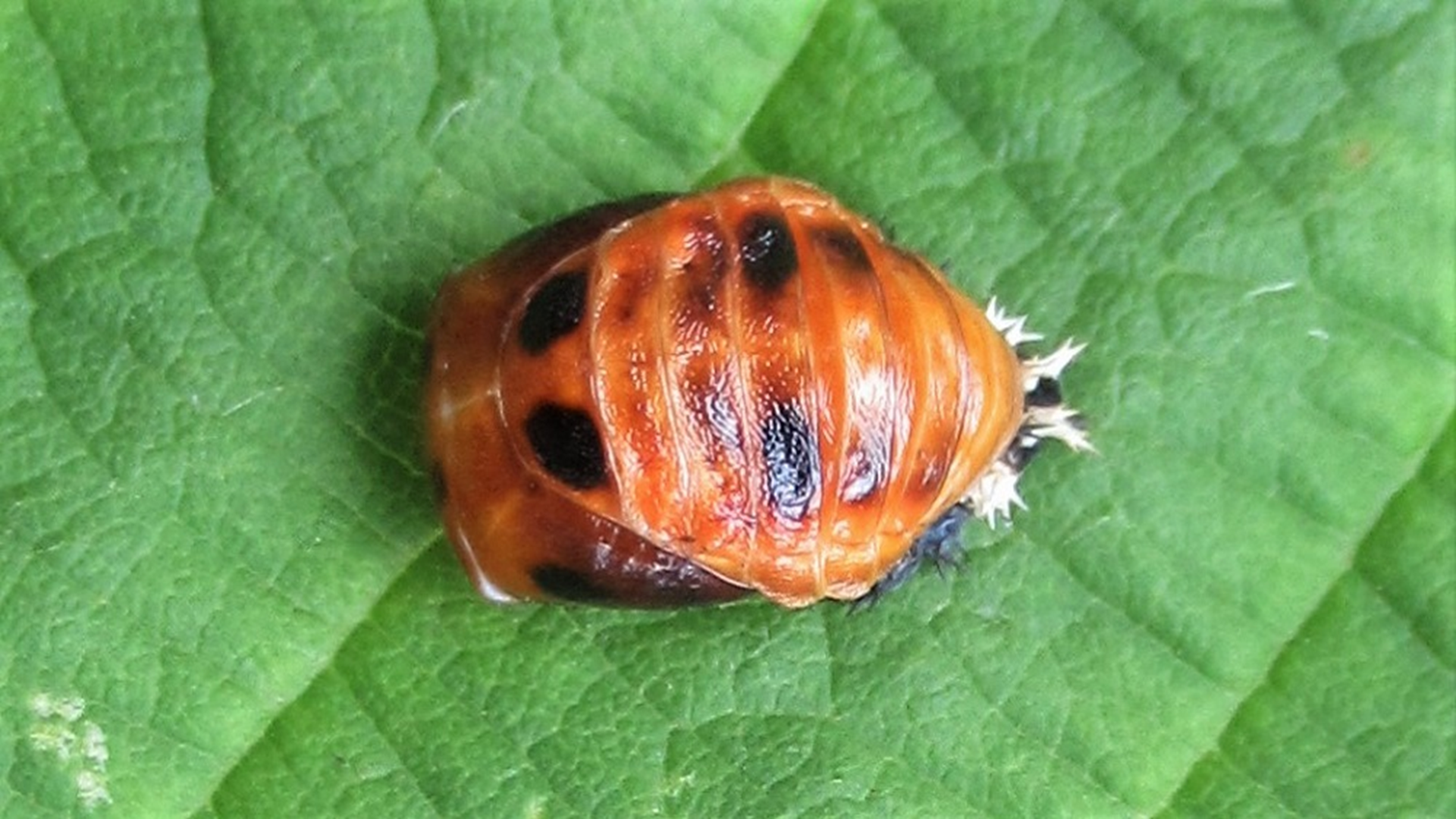 Harlequin Ladybird
Harmonia axyridis