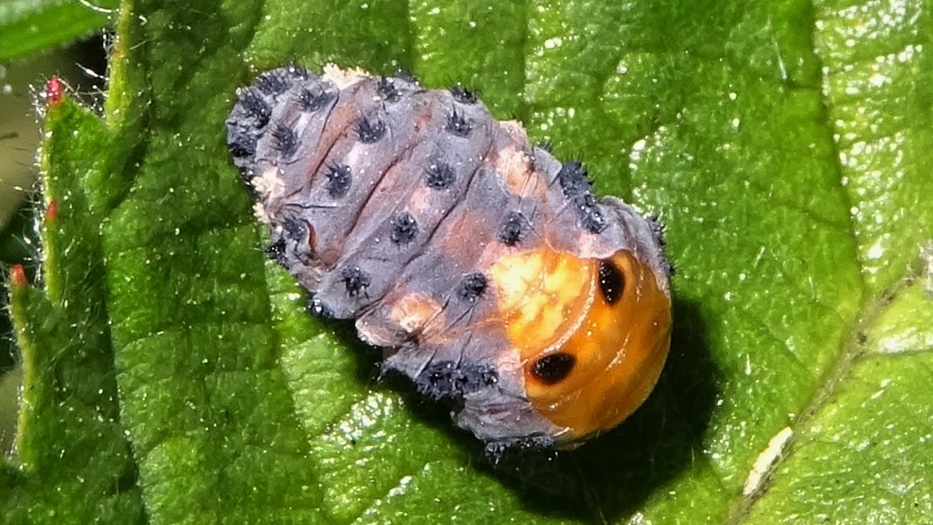 Harlequin Ladybird
Harmonia axyridis