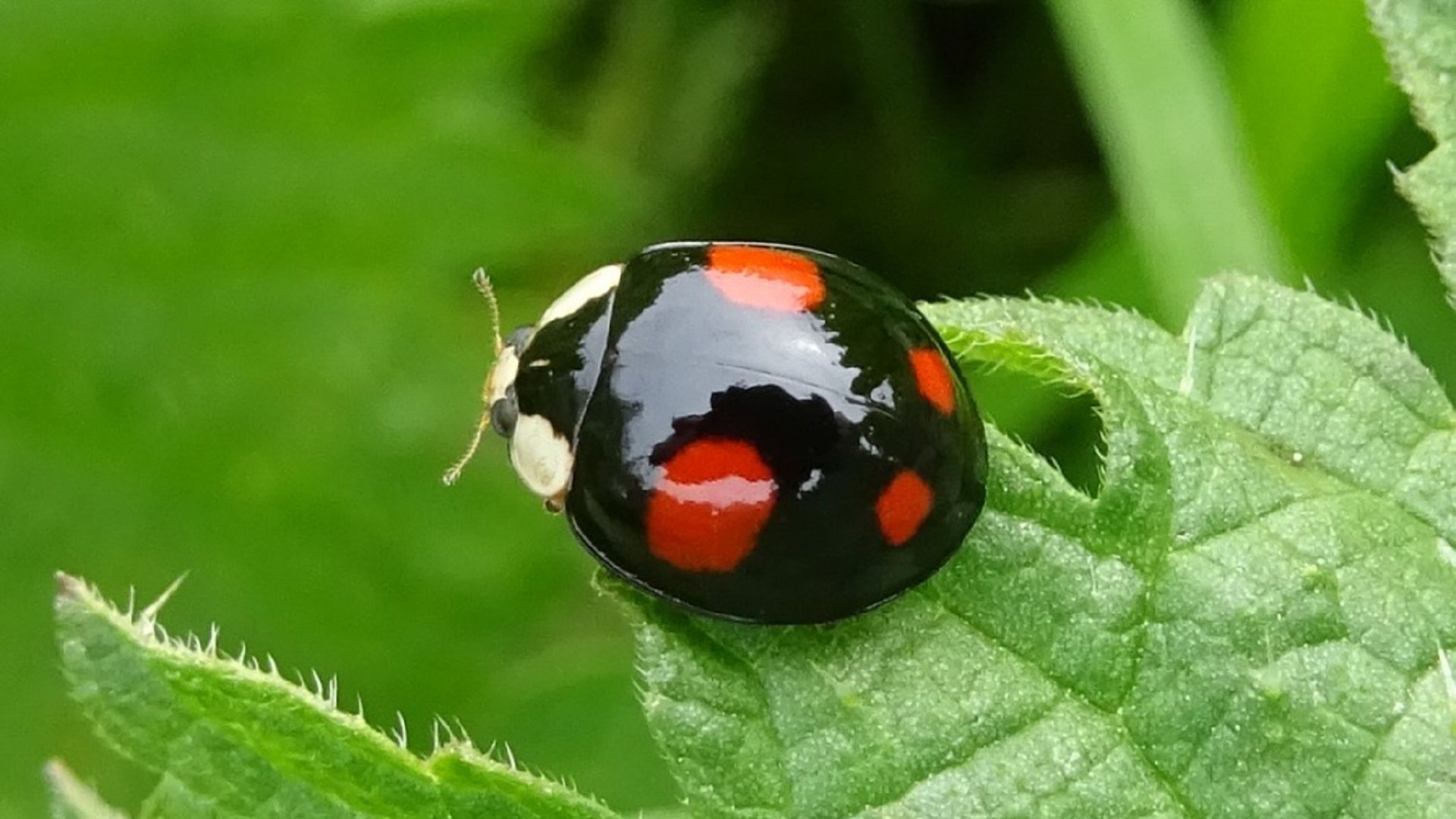 Harlequin Ladybird
Harmonia axyridis
spectabilis