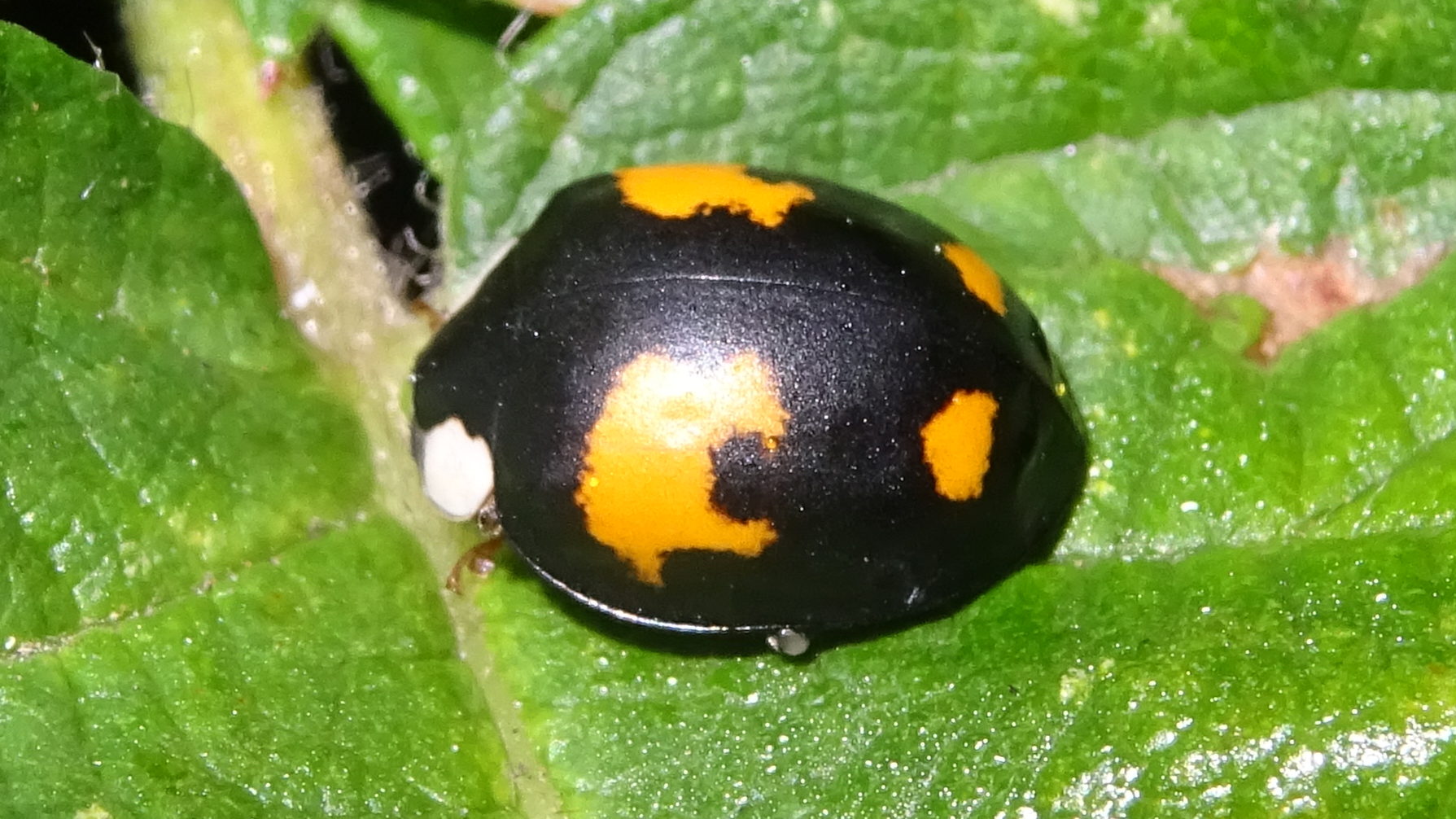 Harlequin Ladybird
Harmonia axyridis