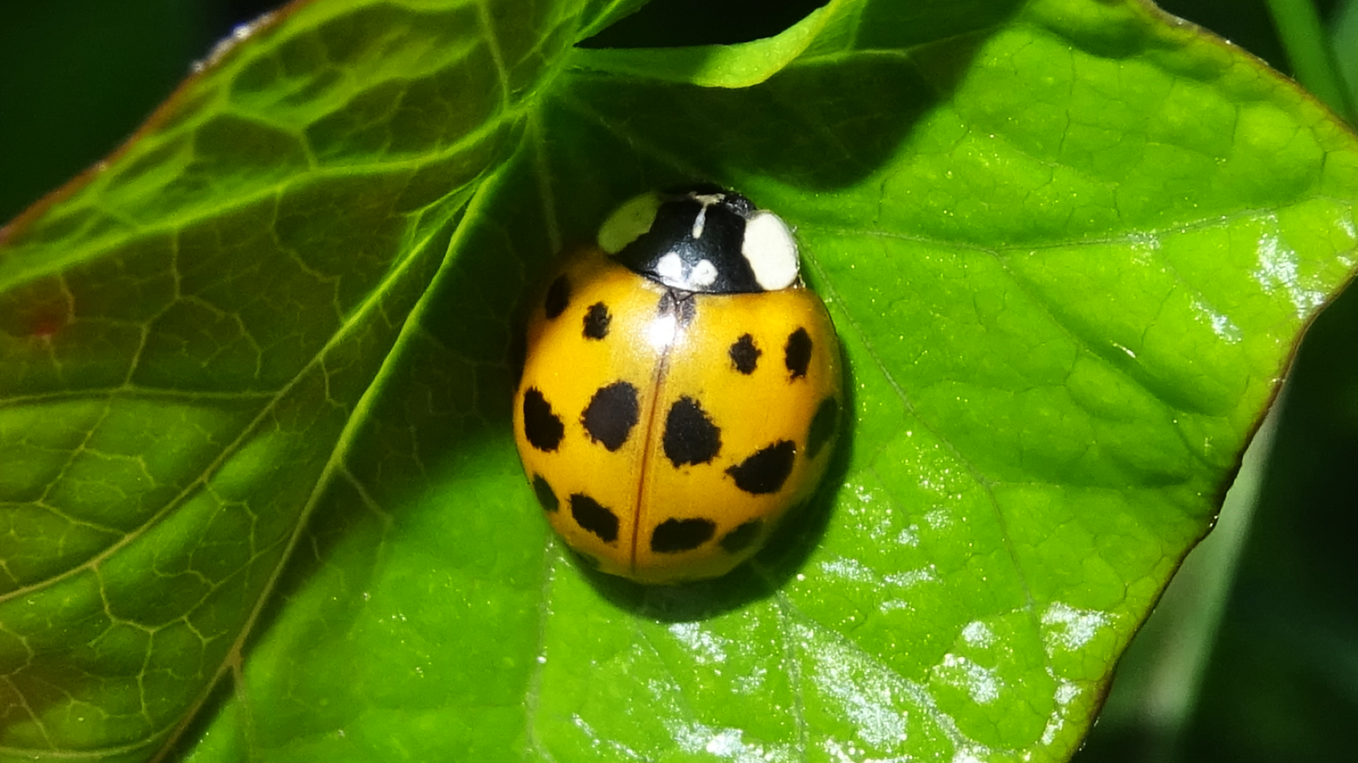 Harlequin Ladybird
Harmonia axyridis