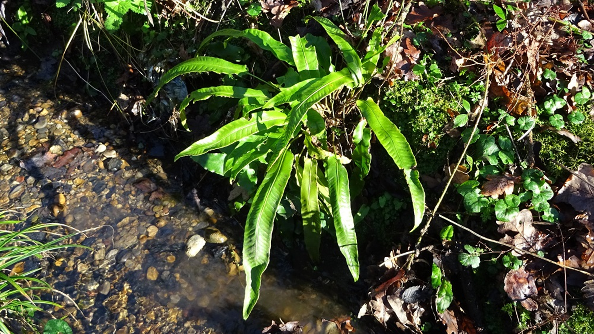Hart's tongue
Asplenium scolopendrium
