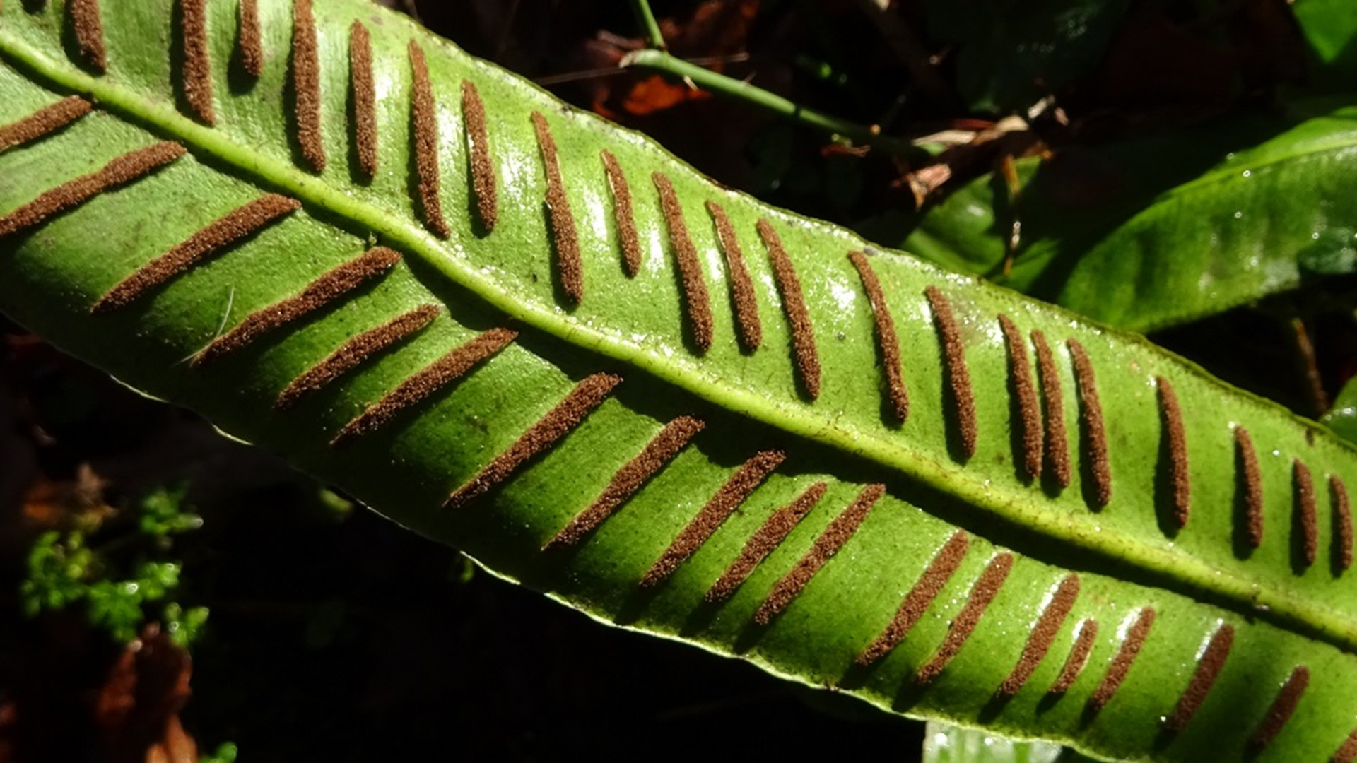 Hart's tongue
Asplenium scolopendrium
