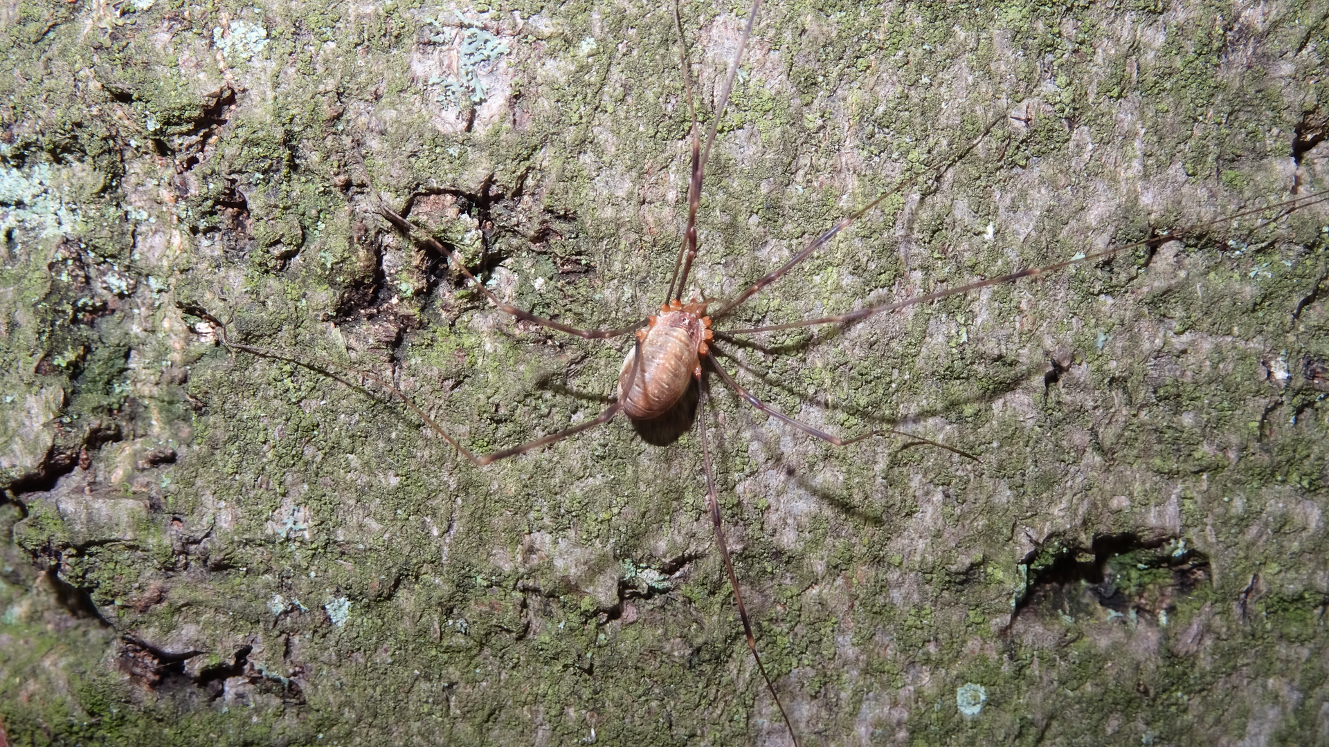 Canestrini's Harvestman
Opilio canestrinii 