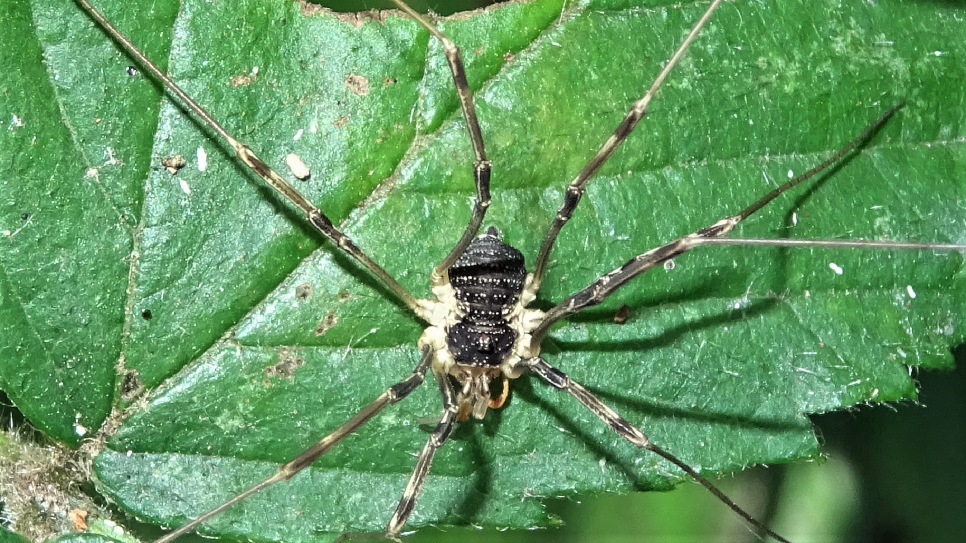 Harvestman