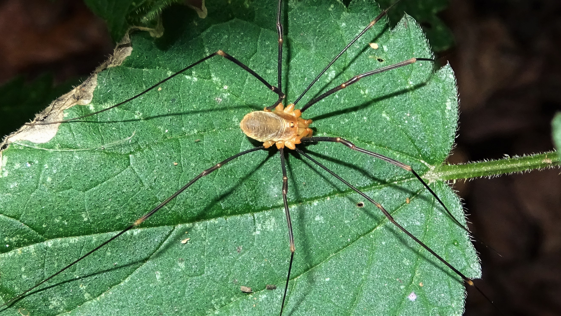 Harvestman