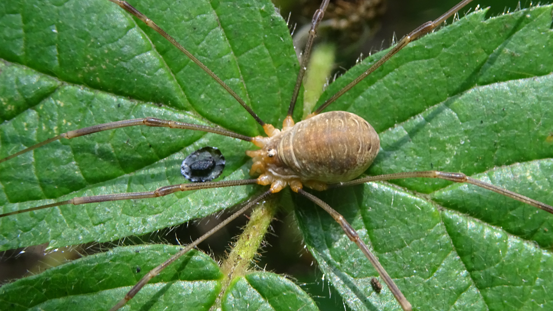 Harvestman