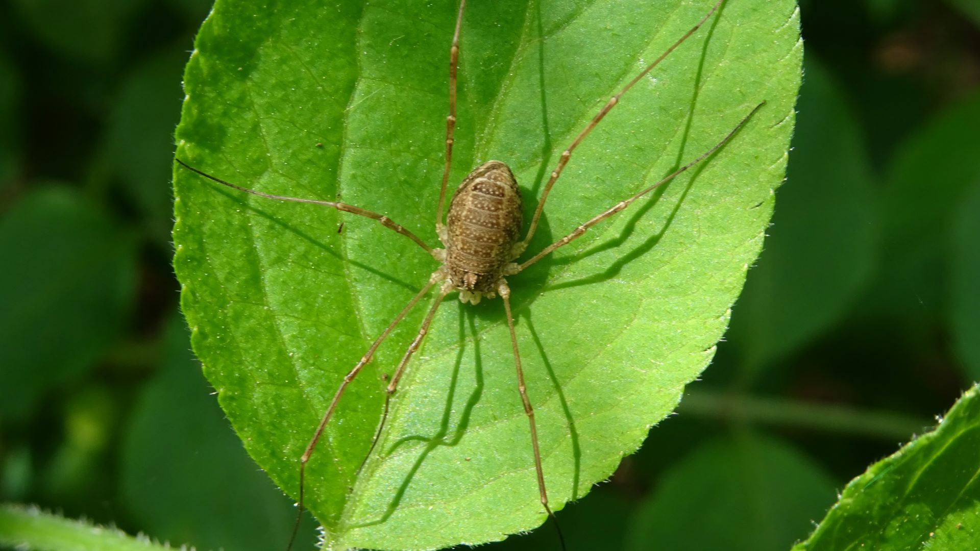 Harvestman