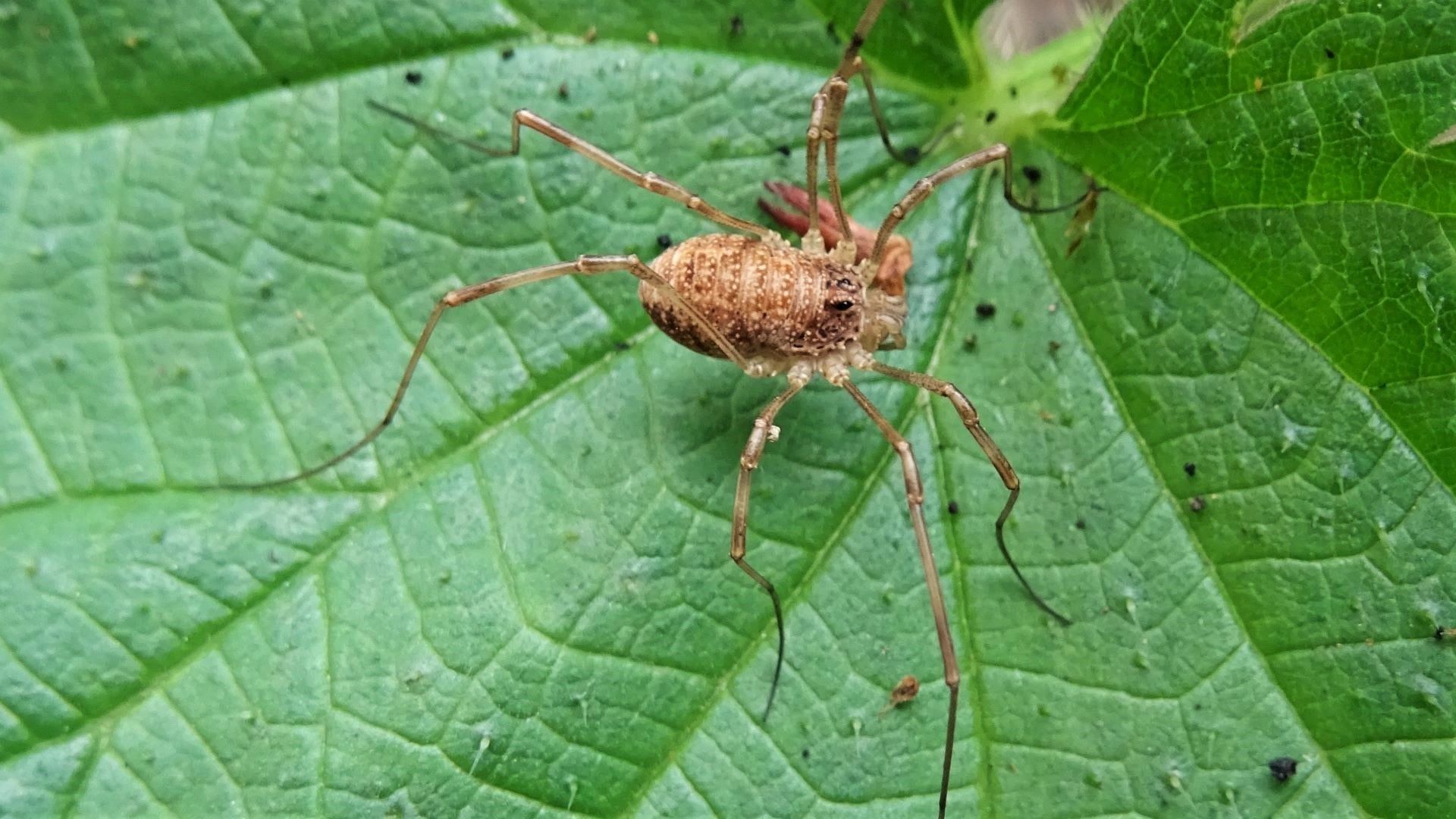 Harvestman