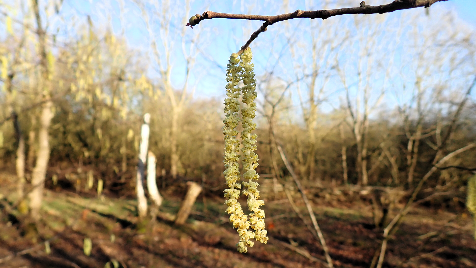 Hazel Catkins