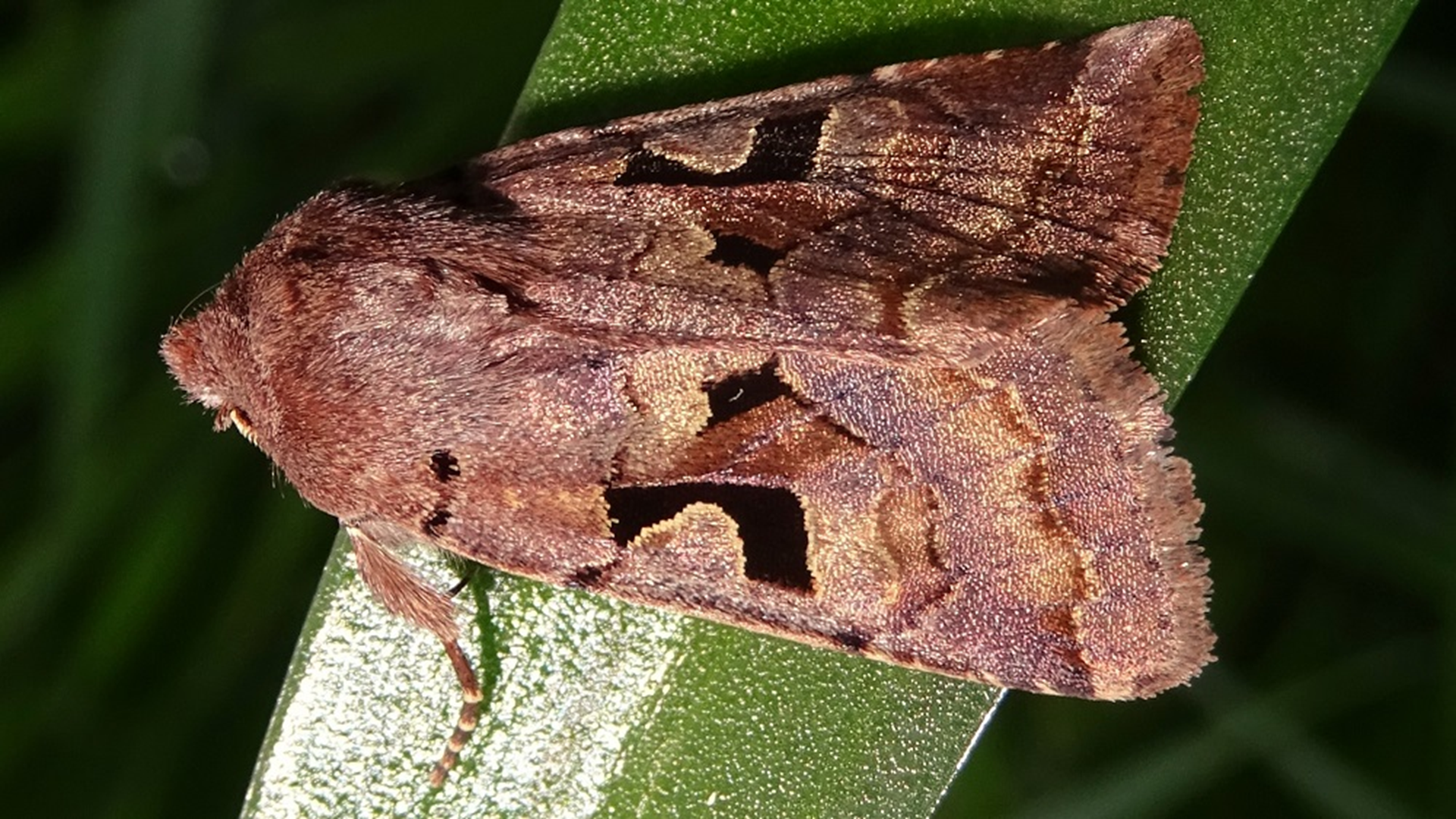 Hebrew Character
Orthosia gothica