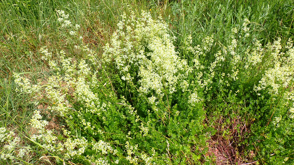 Hedge Bedstraw
Galium mollugo