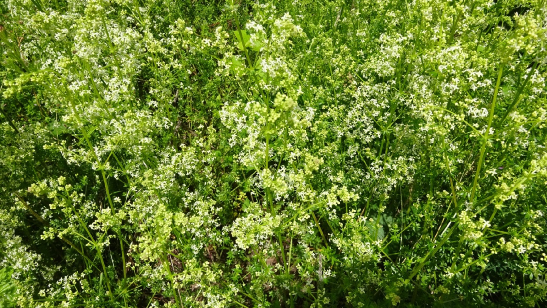 Hedge Bedstraw