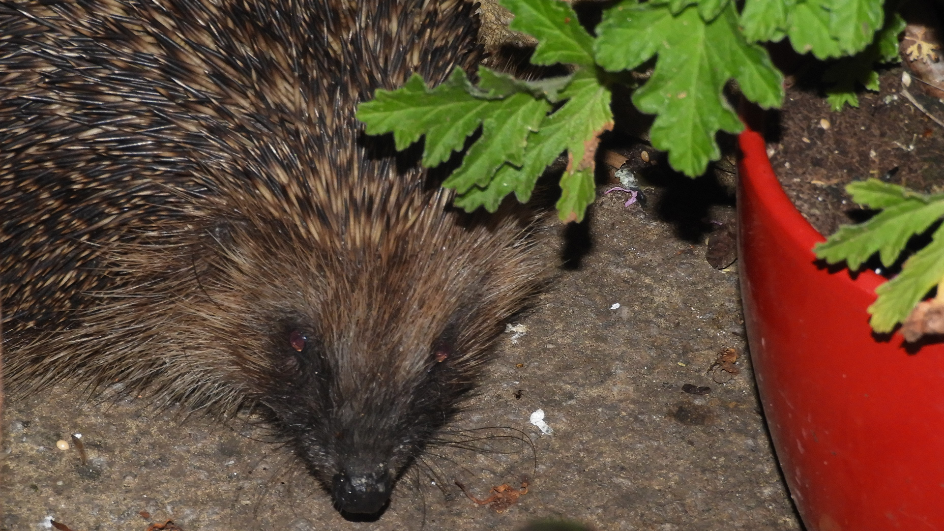 Hedgehog 
Erinaceus europaeus