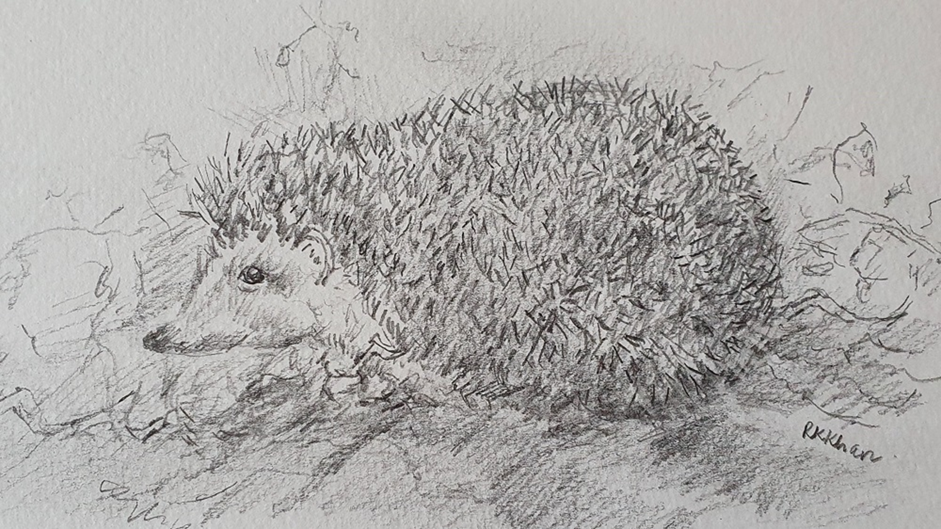 Hedgehog