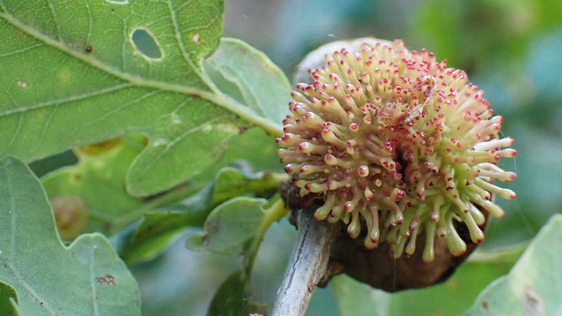 Hedgehog Gall
Andricus lucidus