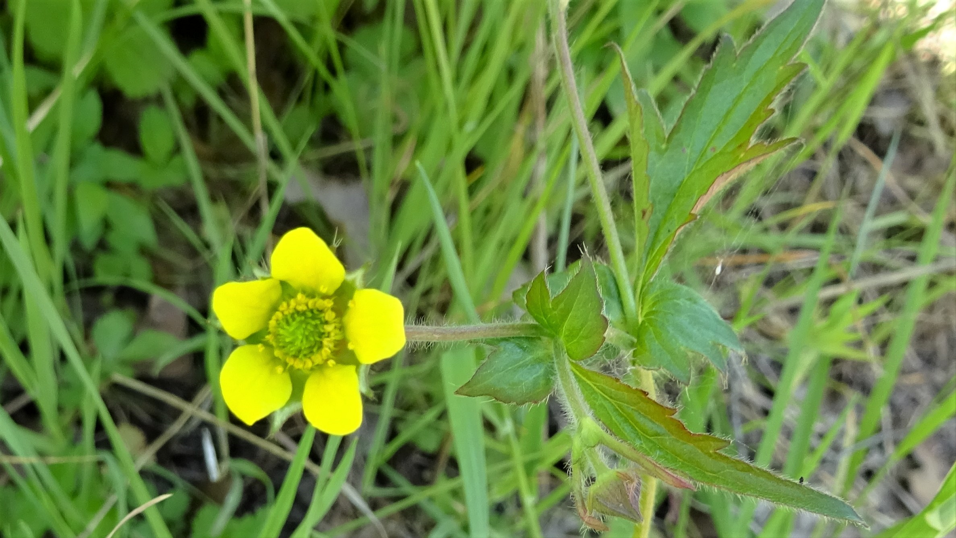 Herb Bennet