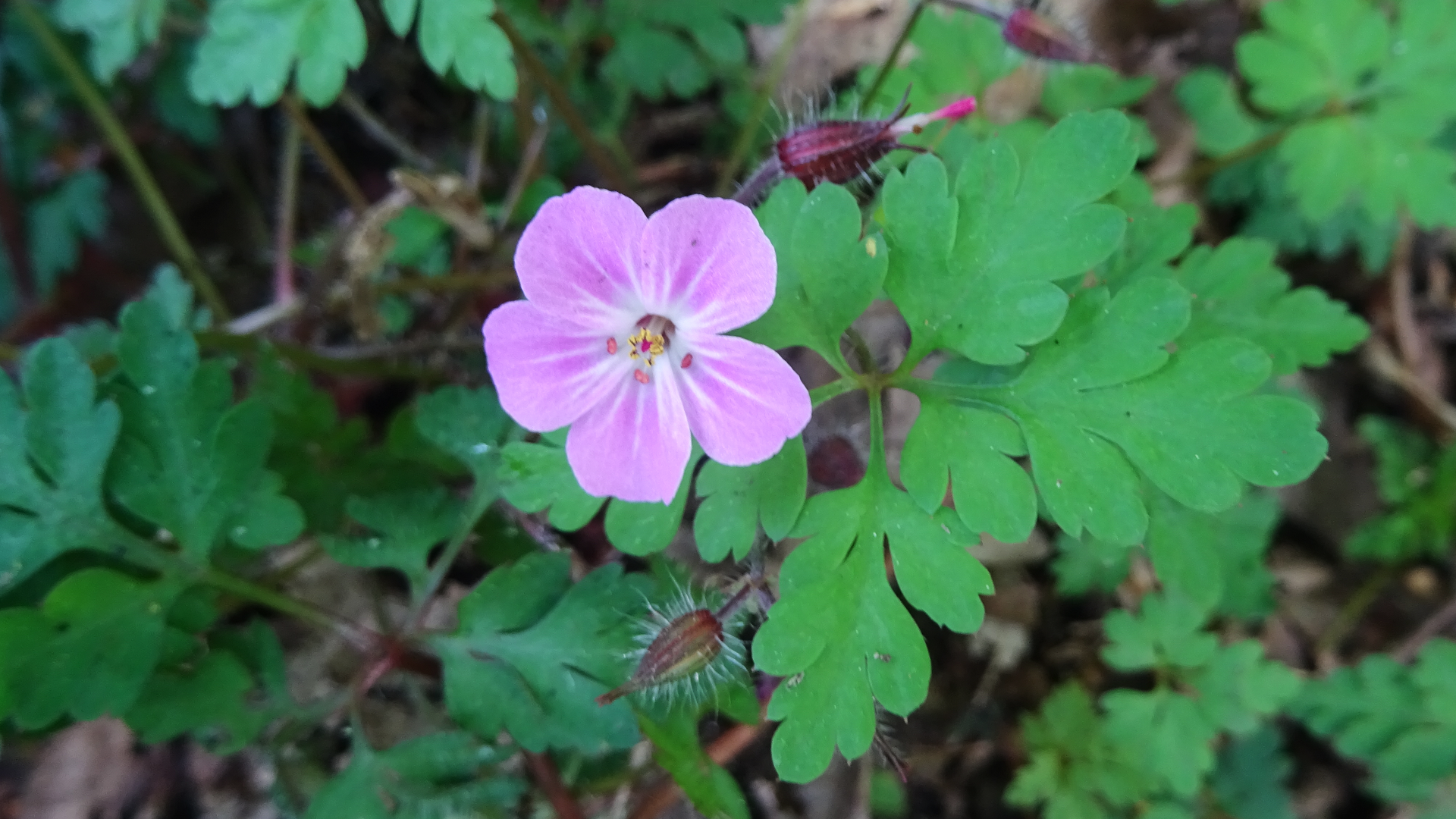 Herb Robert 