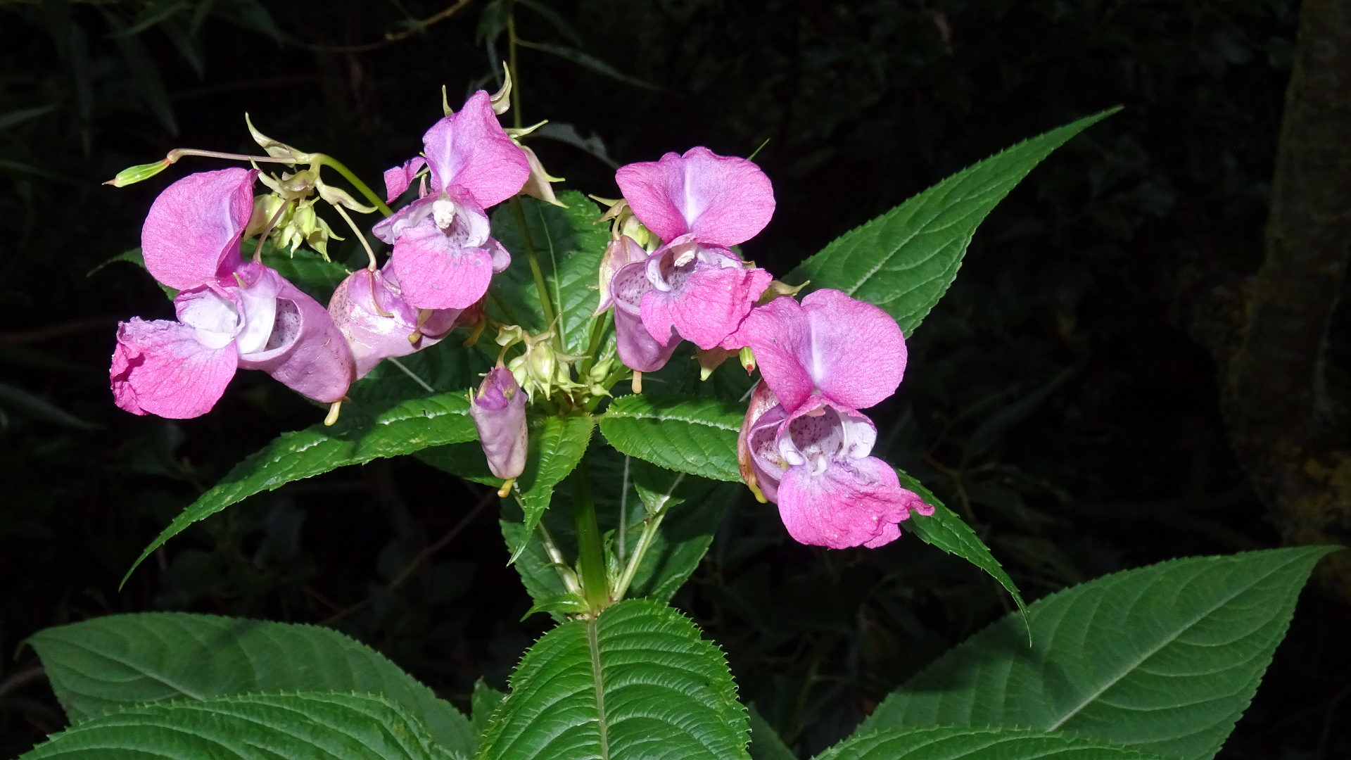 Himalayan Balsam 