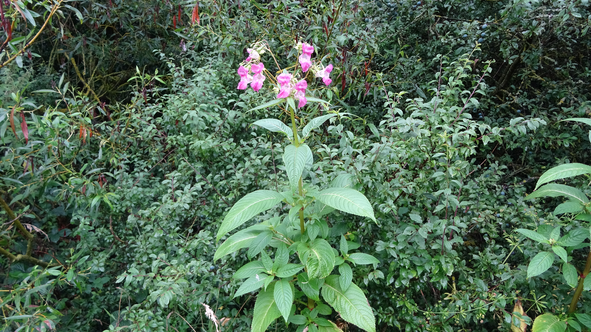 Himalayan Balsam 