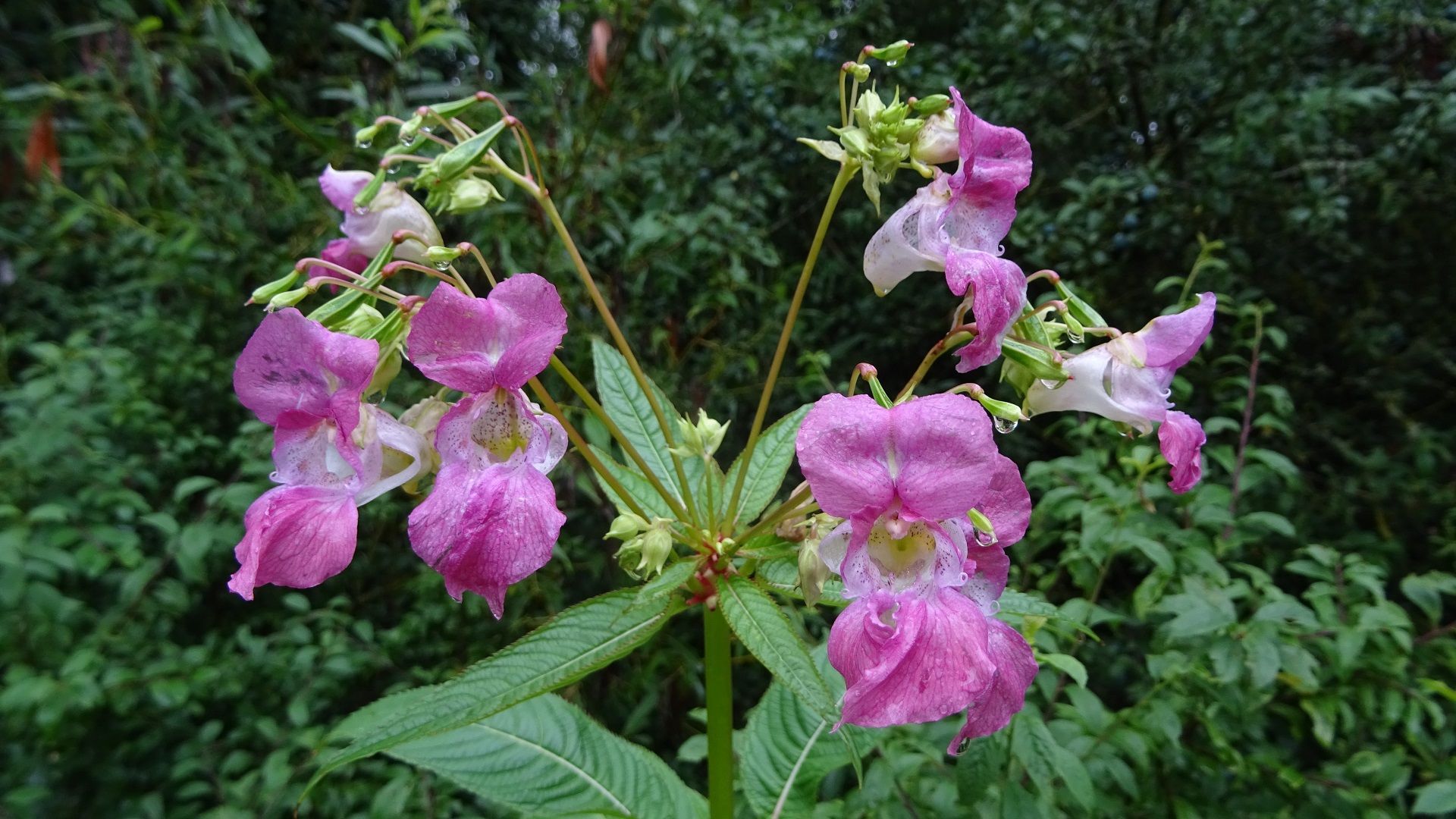 Himalayan Balsam 