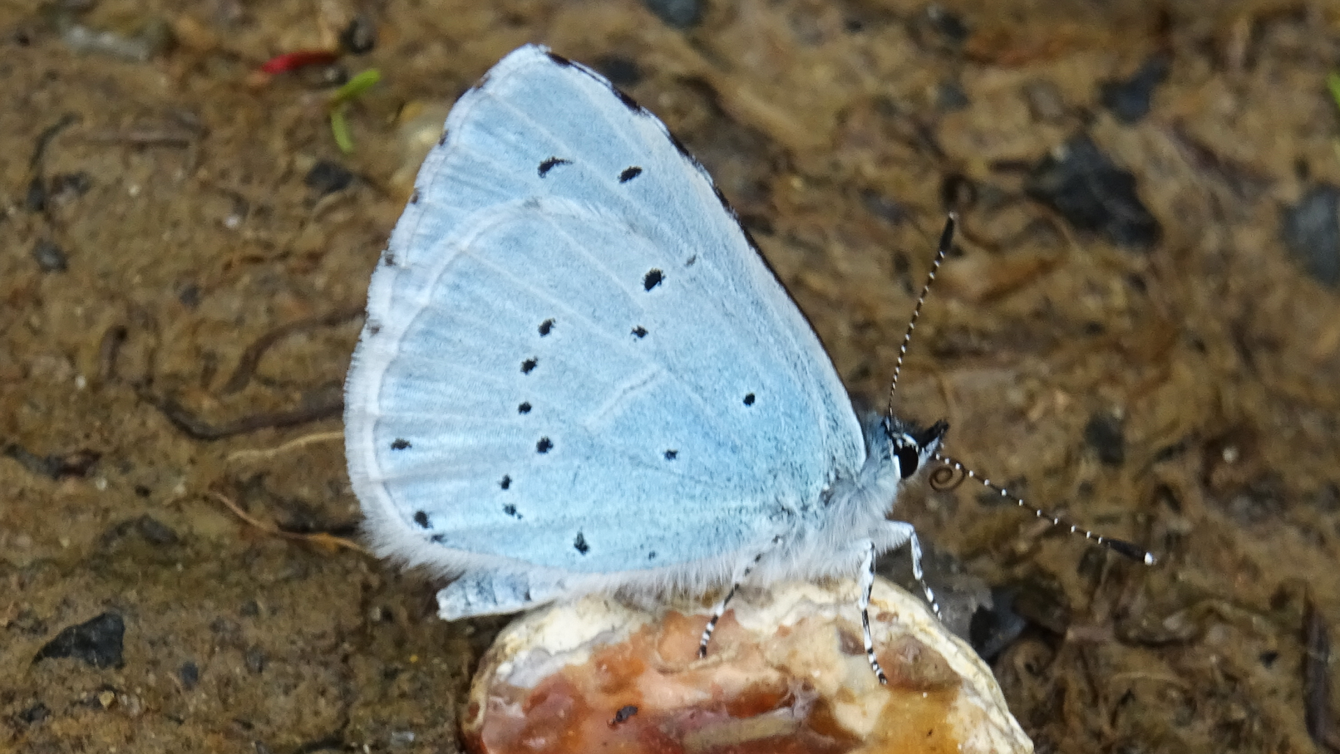 Holly Blue Celastrina argiolus