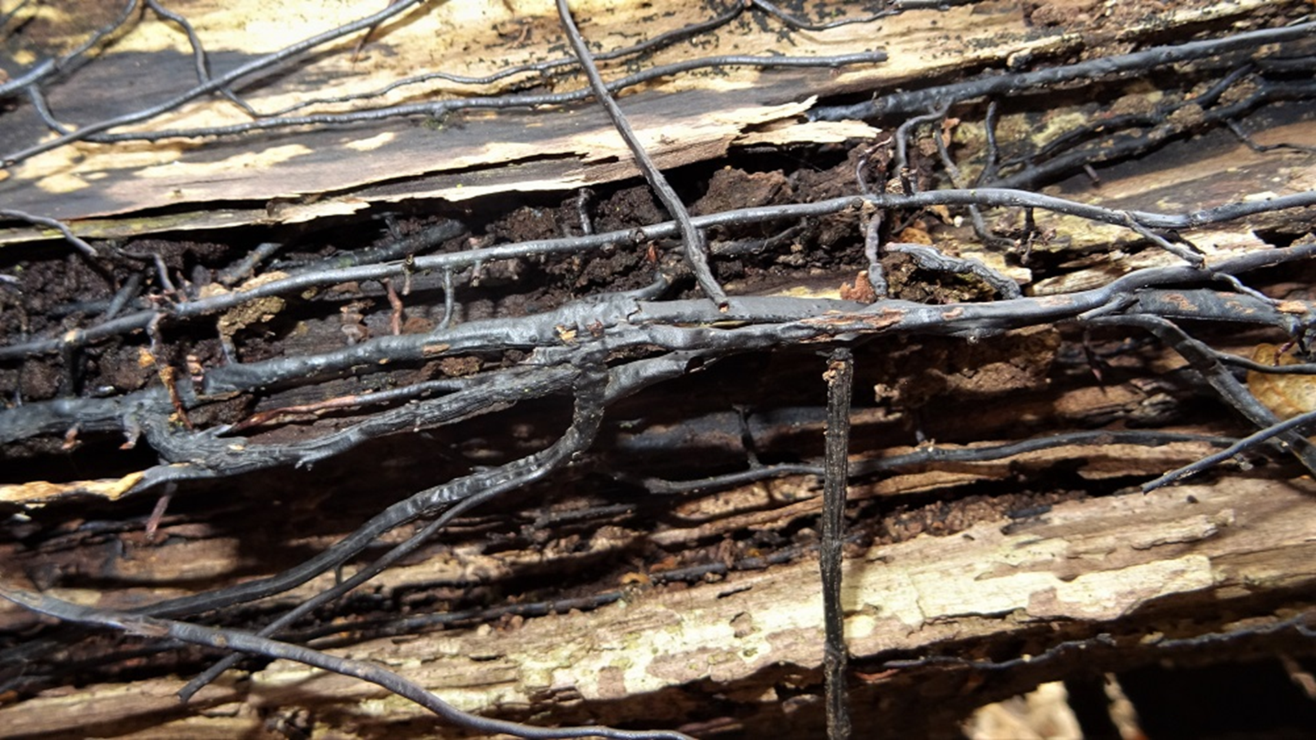 Honey Fungus 
Armillaria mellea