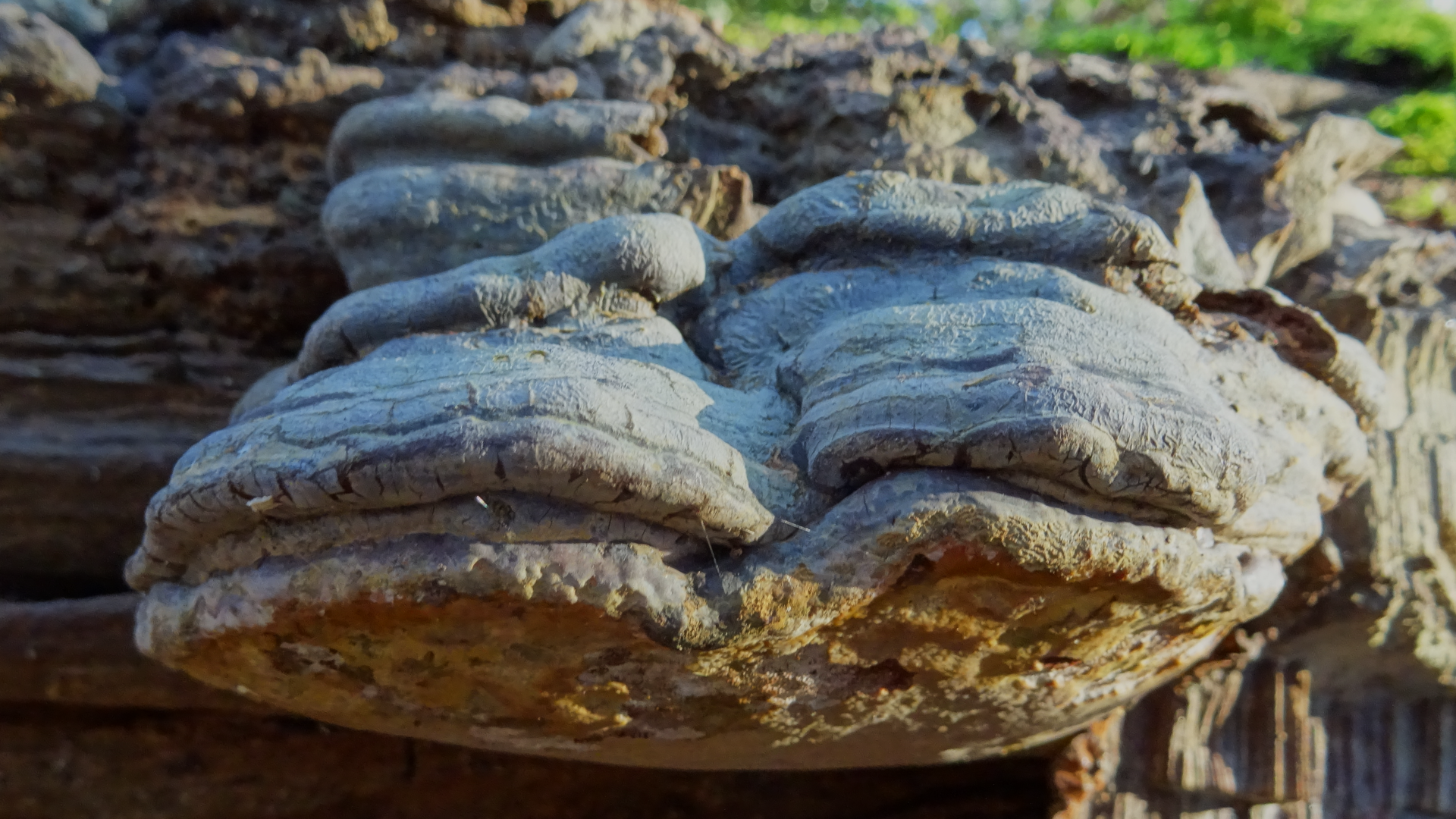 Hoof Fungus
Fomes fomentarius