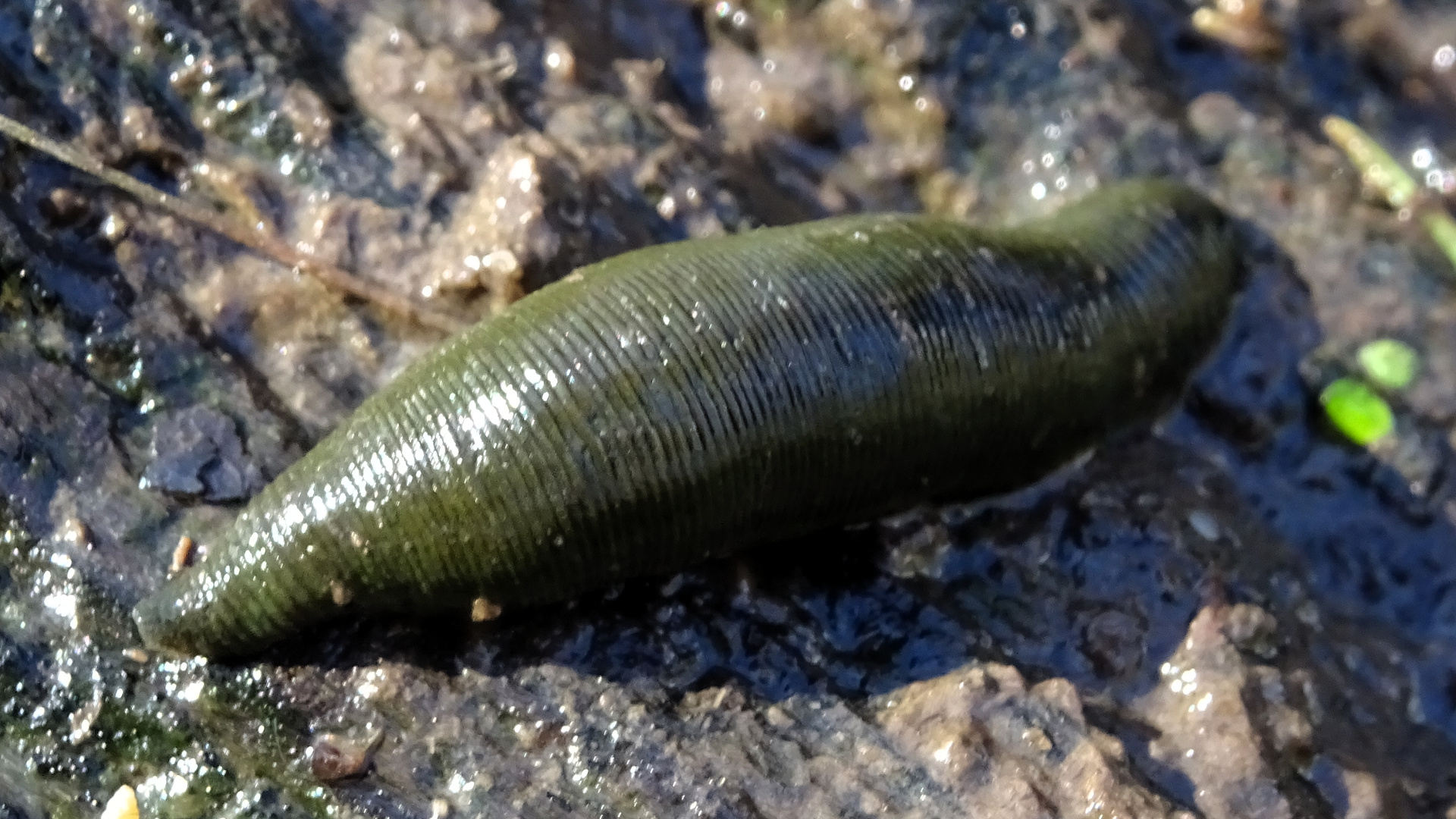 Horse Leech