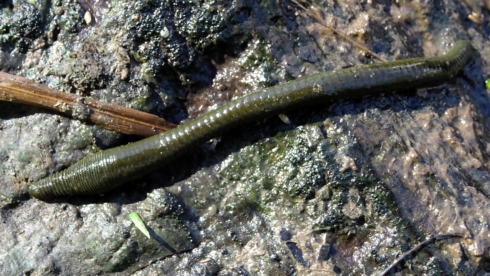 Horse Leech