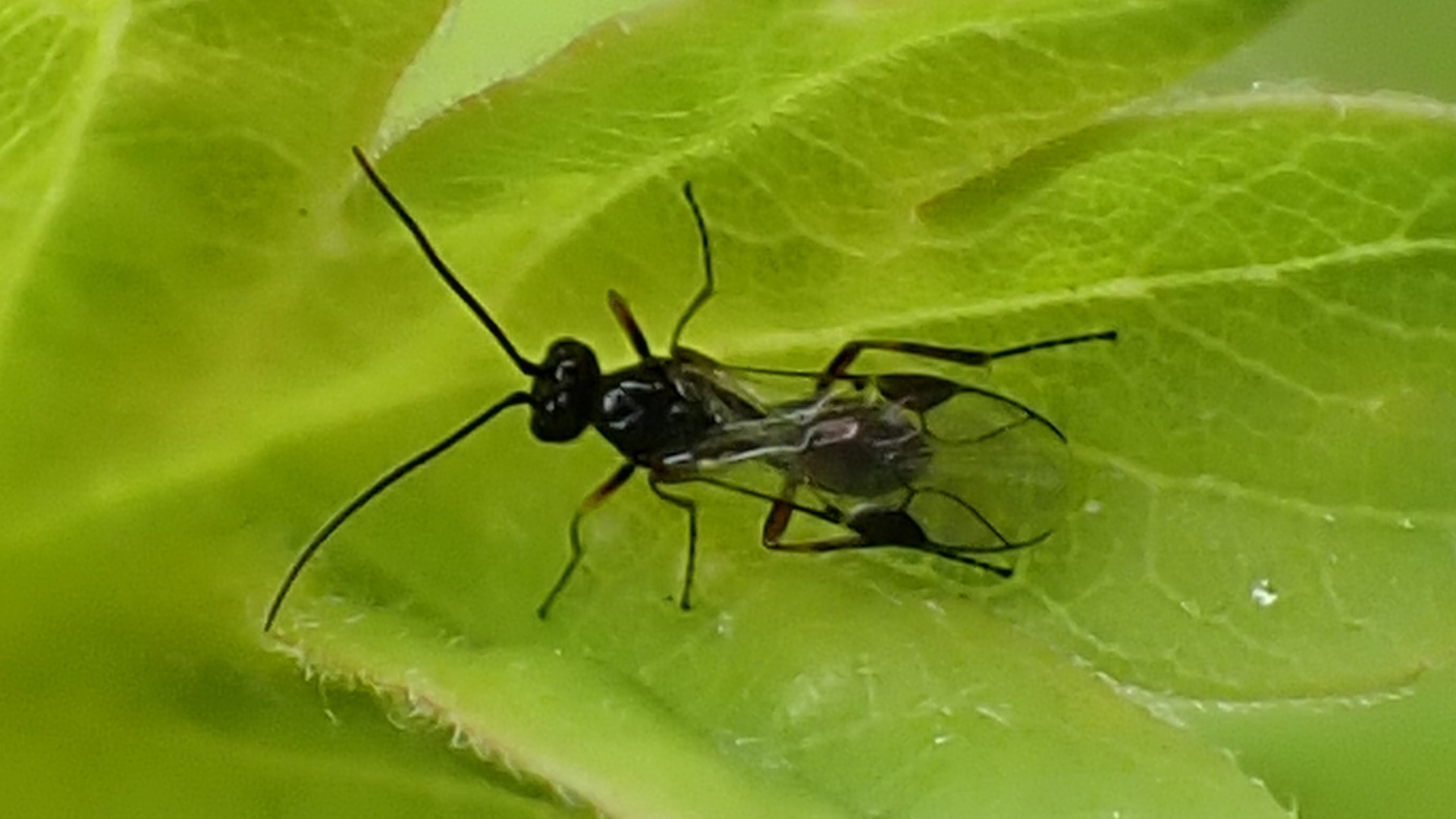 Braconid Wasp